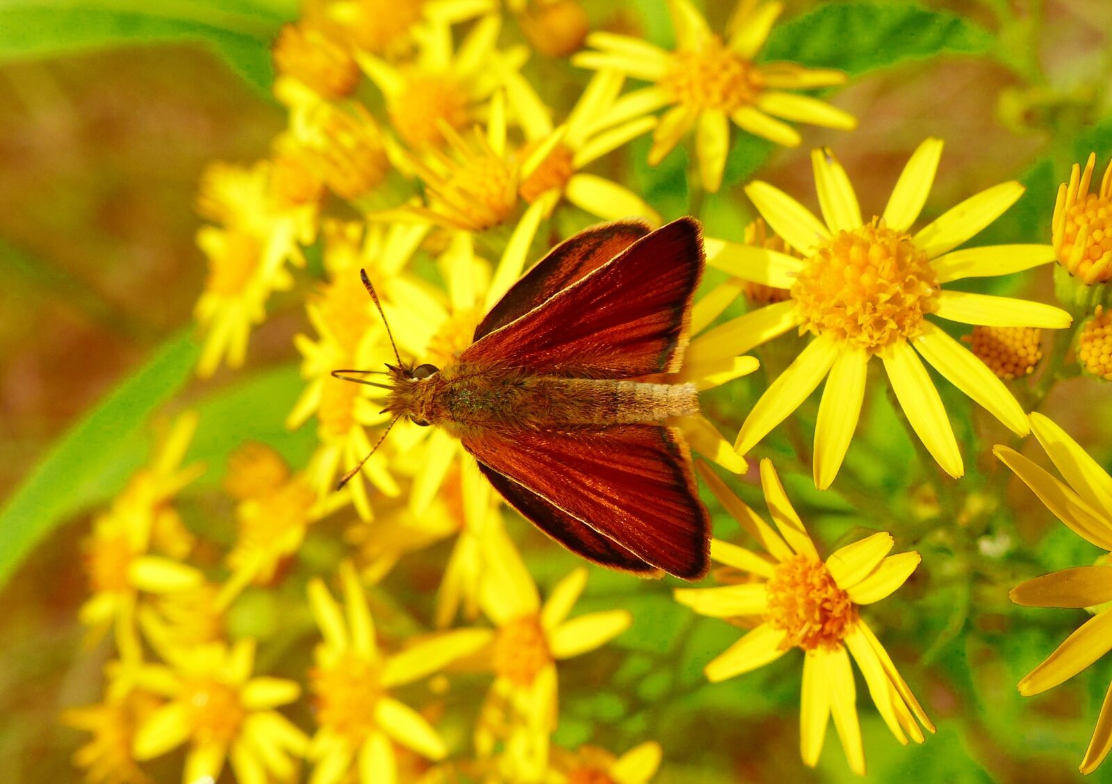 Panasonic Lumix DMC-FZ200 sample photo. Nature, flower, summer photography