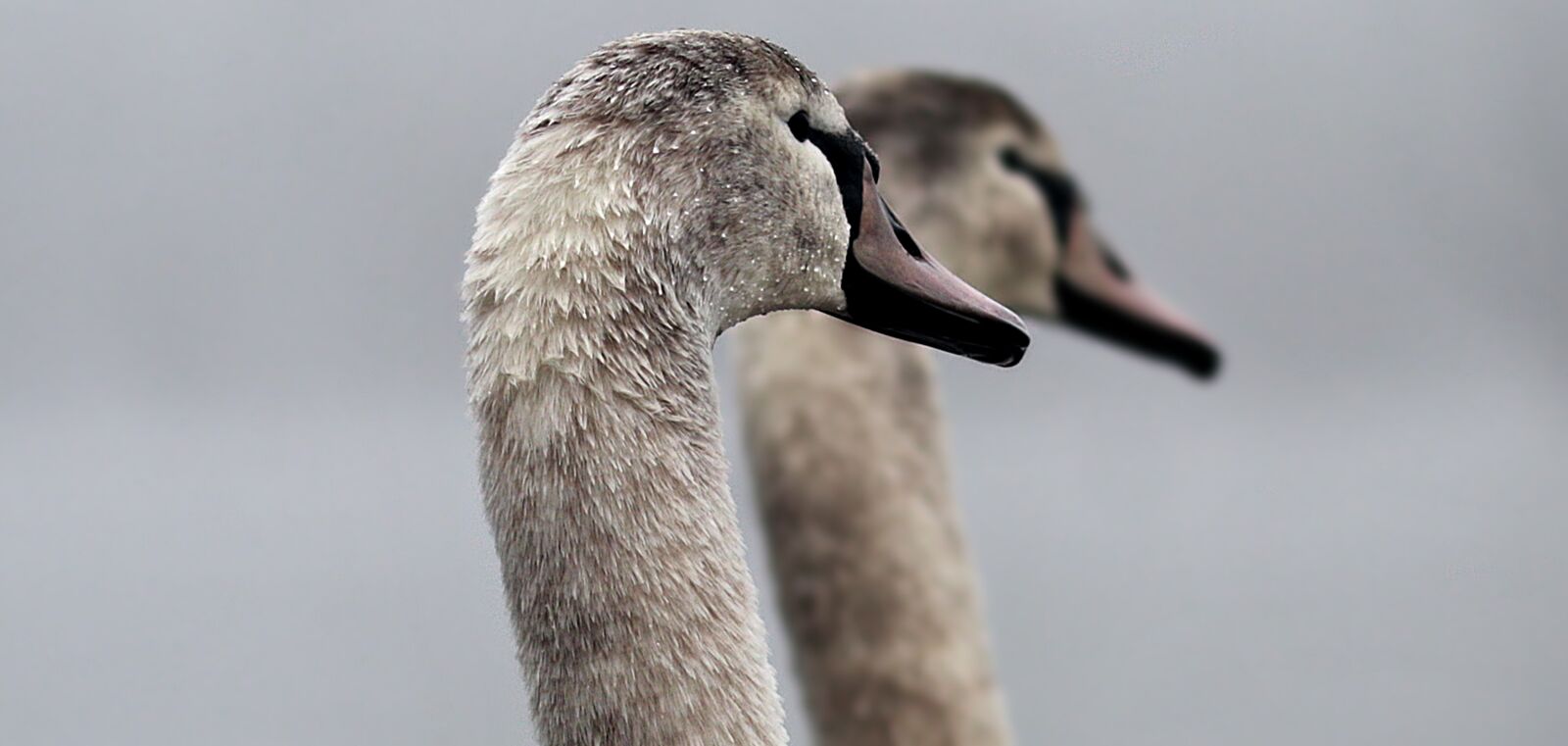 Canon EOS 80D sample photo. Swans, proud swans, pride photography