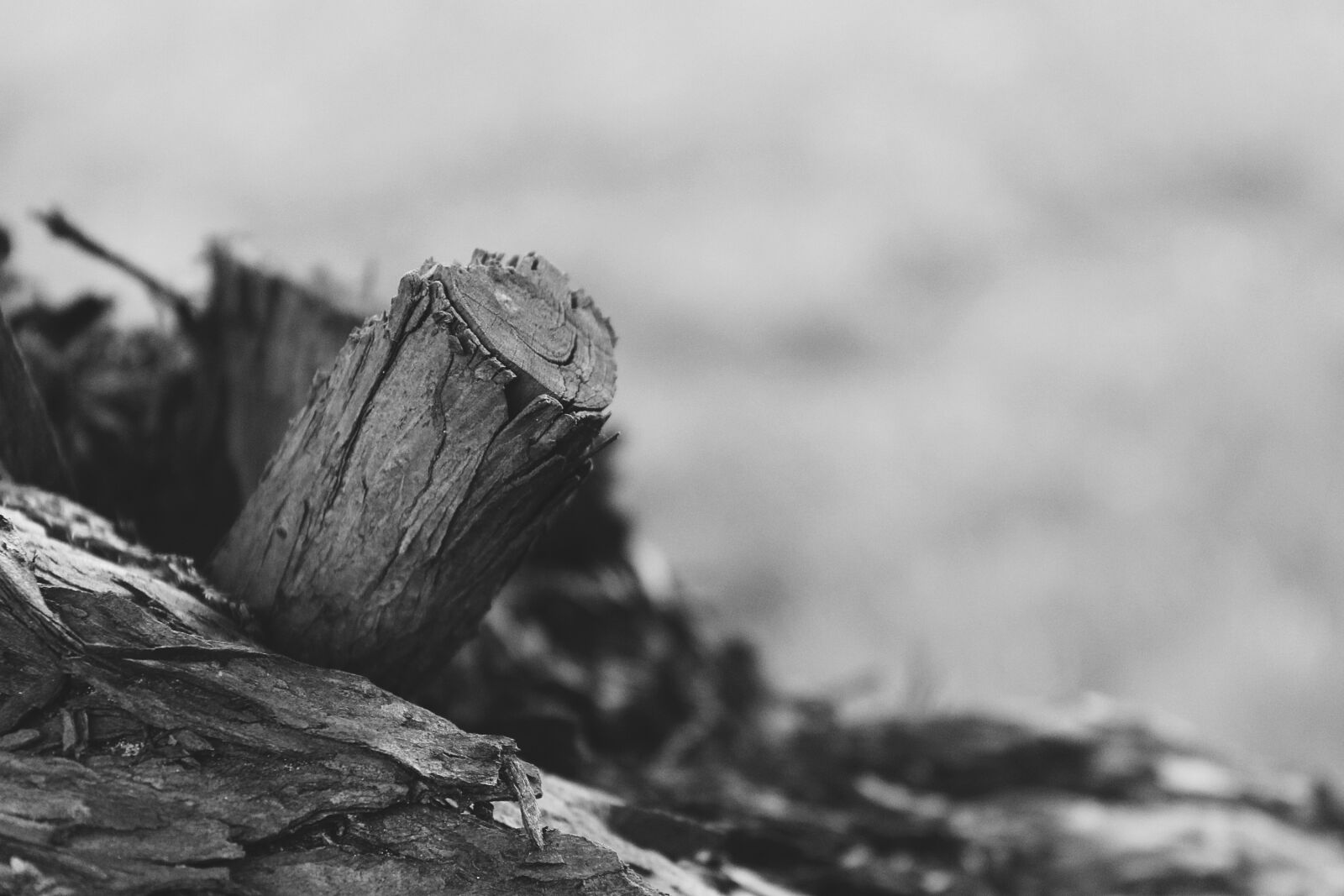 Canon EOS 1200D (EOS Rebel T5 / EOS Kiss X70 / EOS Hi) sample photo. Log, tree, wood photography