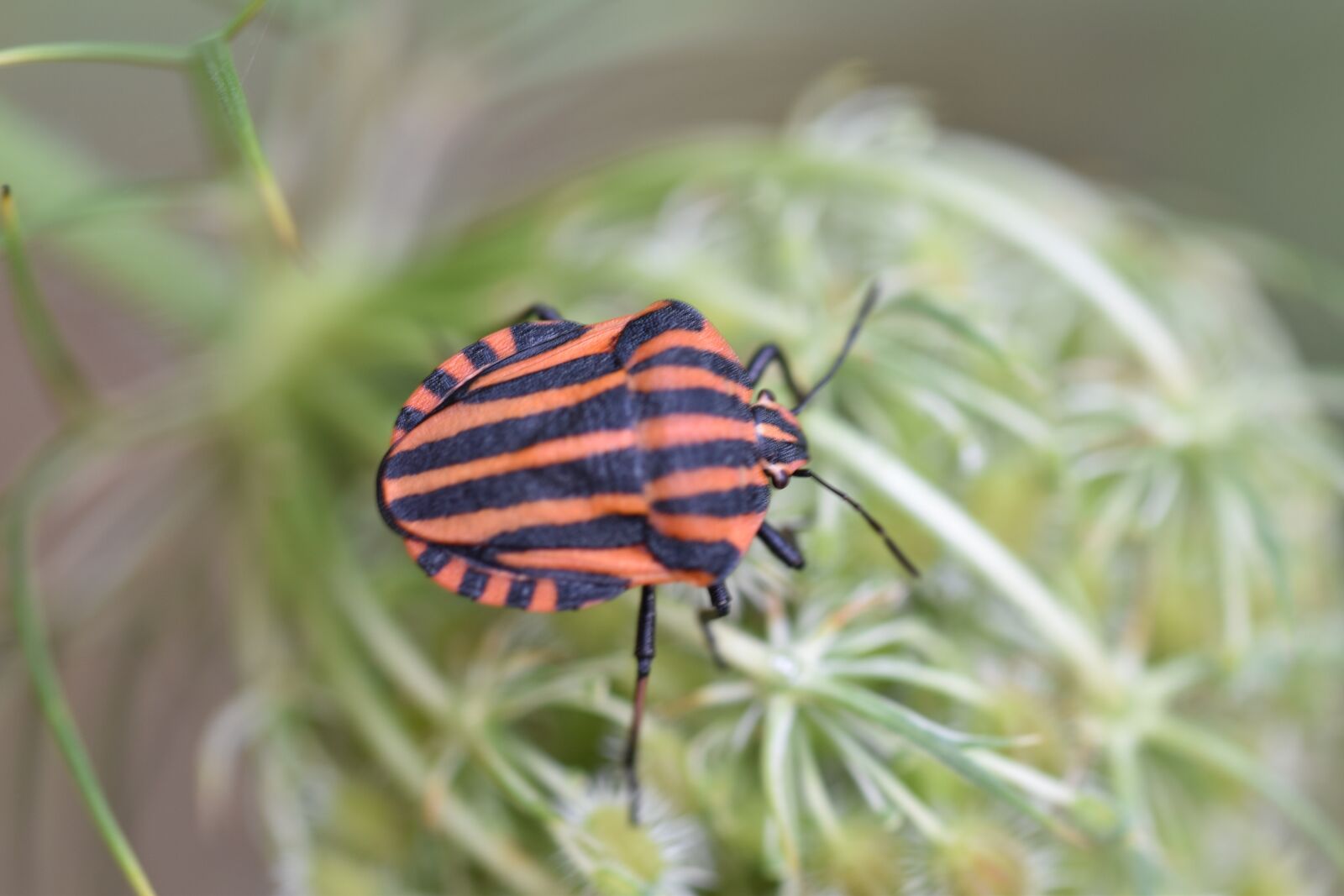 Nikon D5600 sample photo. Bug, harlequin, nature photography
