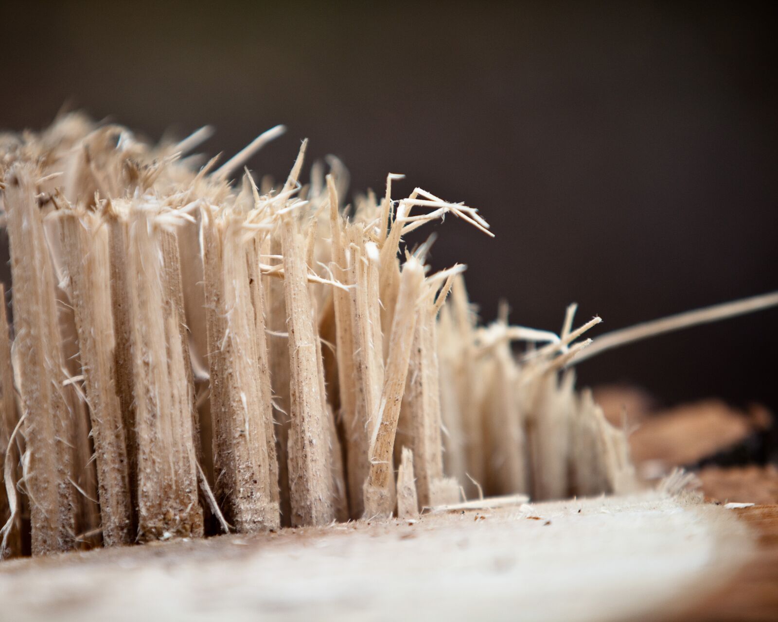 Canon EOS 5D Mark II sample photo. Stump, tree, wood photography