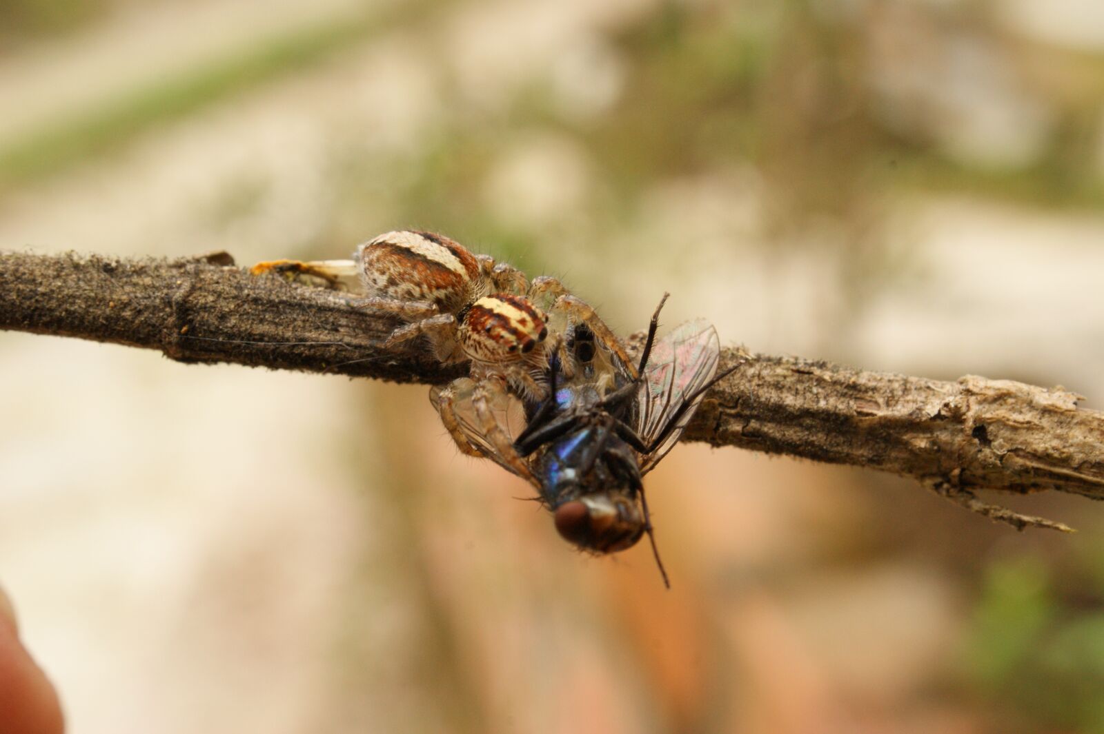 Sony Alpha DSLR-A390 sample photo. Nature, insects, spider photography