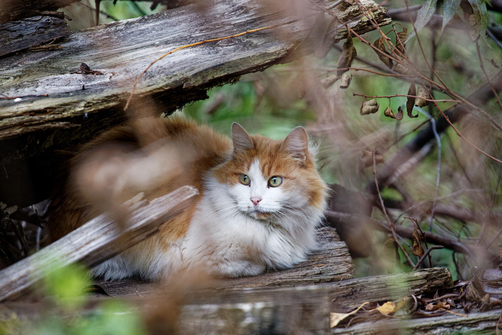Canon EOS-1D Mark III sample photo