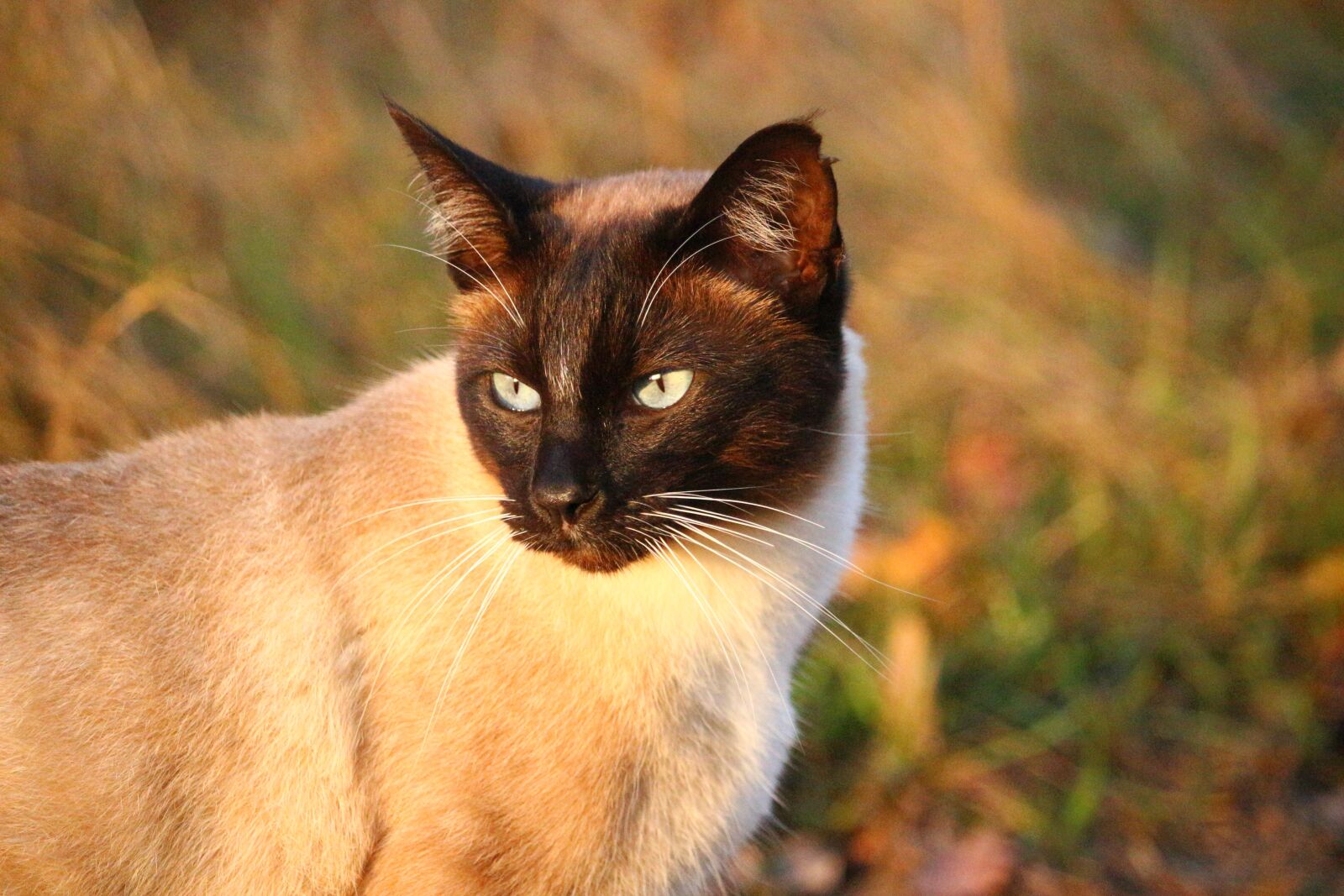 Canon EOS 100D (EOS Rebel SL1 / EOS Kiss X7) sample photo. Mieze, cat, kitten photography