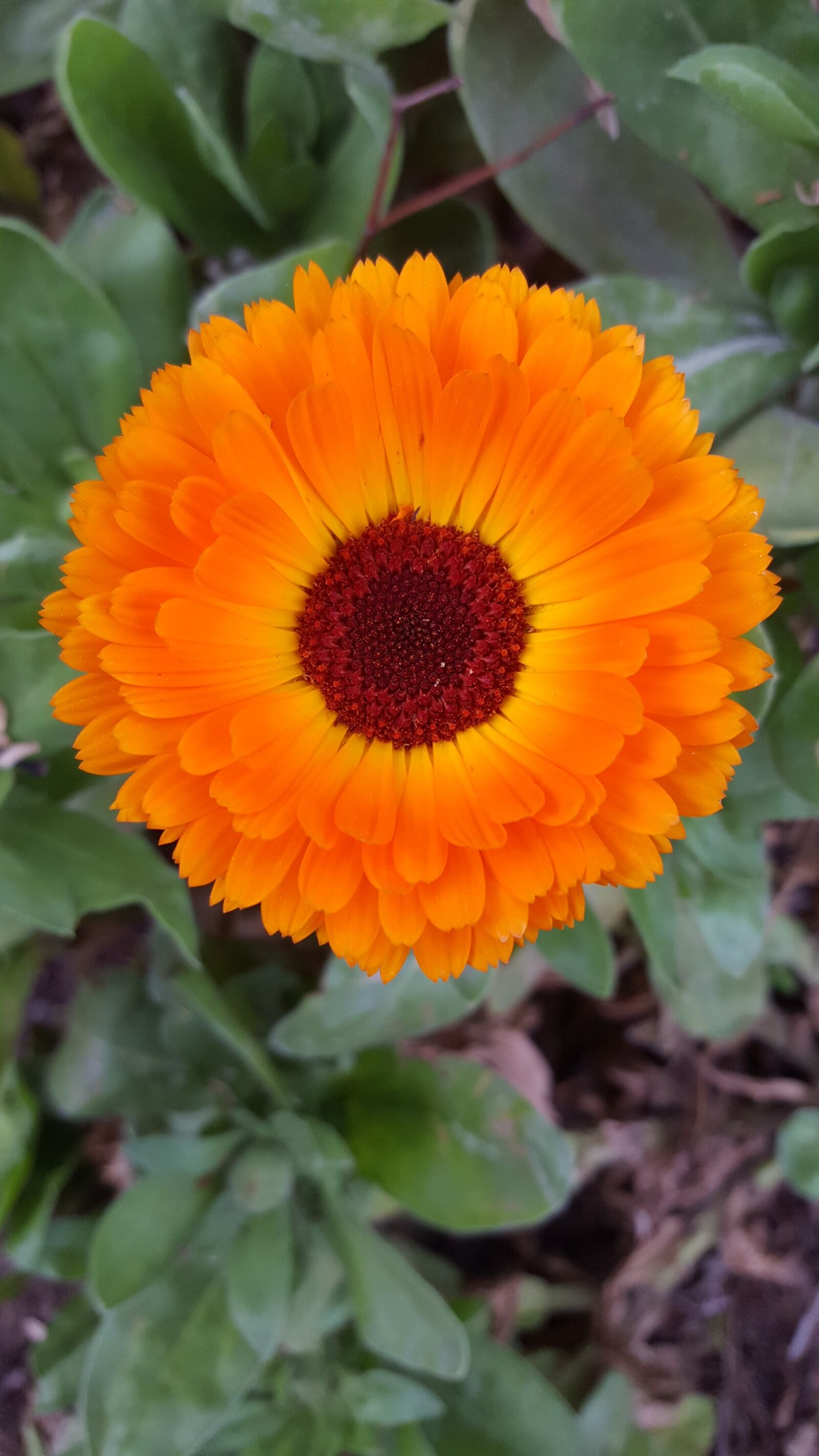 Samsung Galaxy S6 sample photo. Plant, nature, flower photography