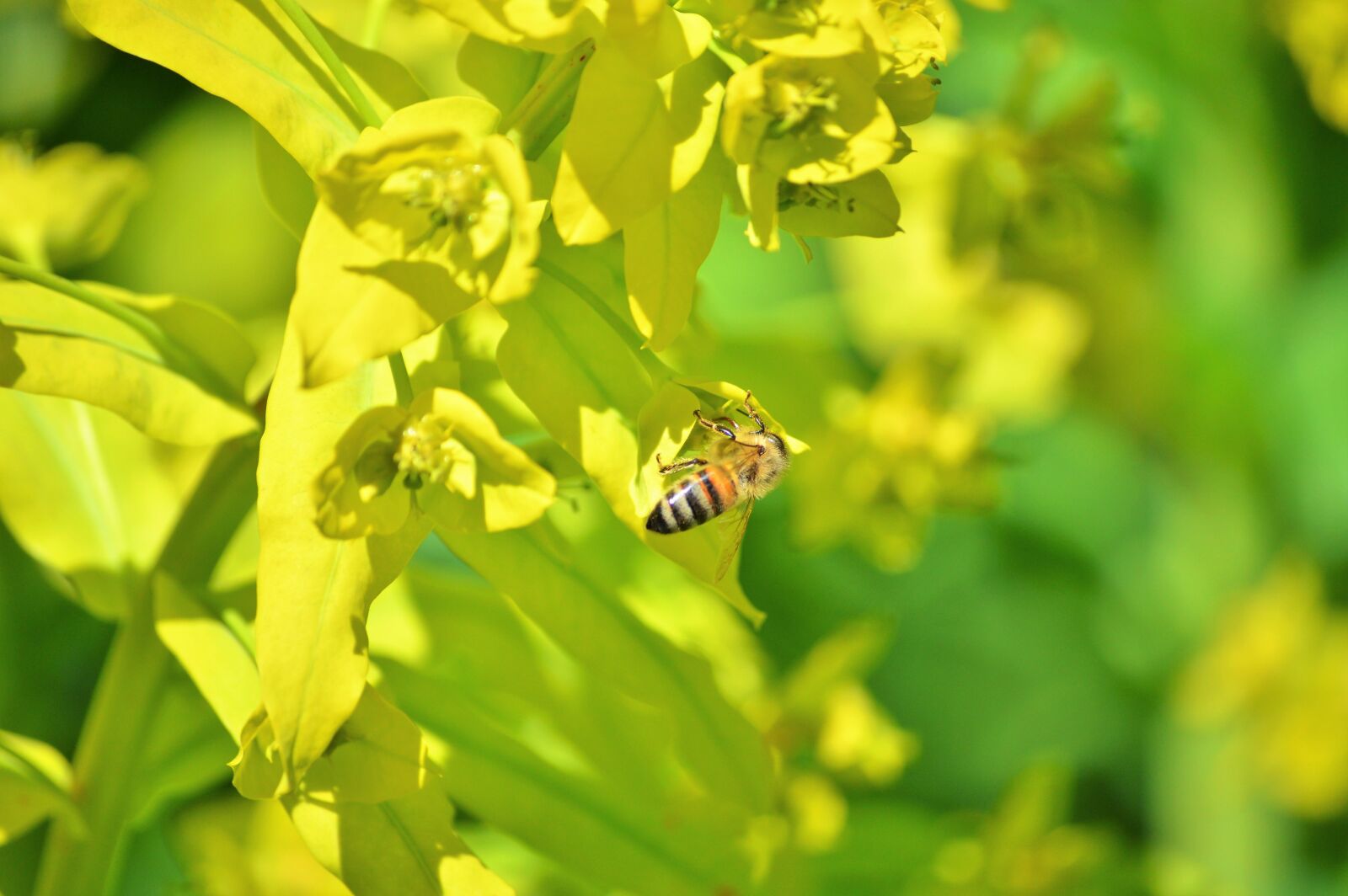 Nikon D3200 sample photo. Bee, insect, blossom photography