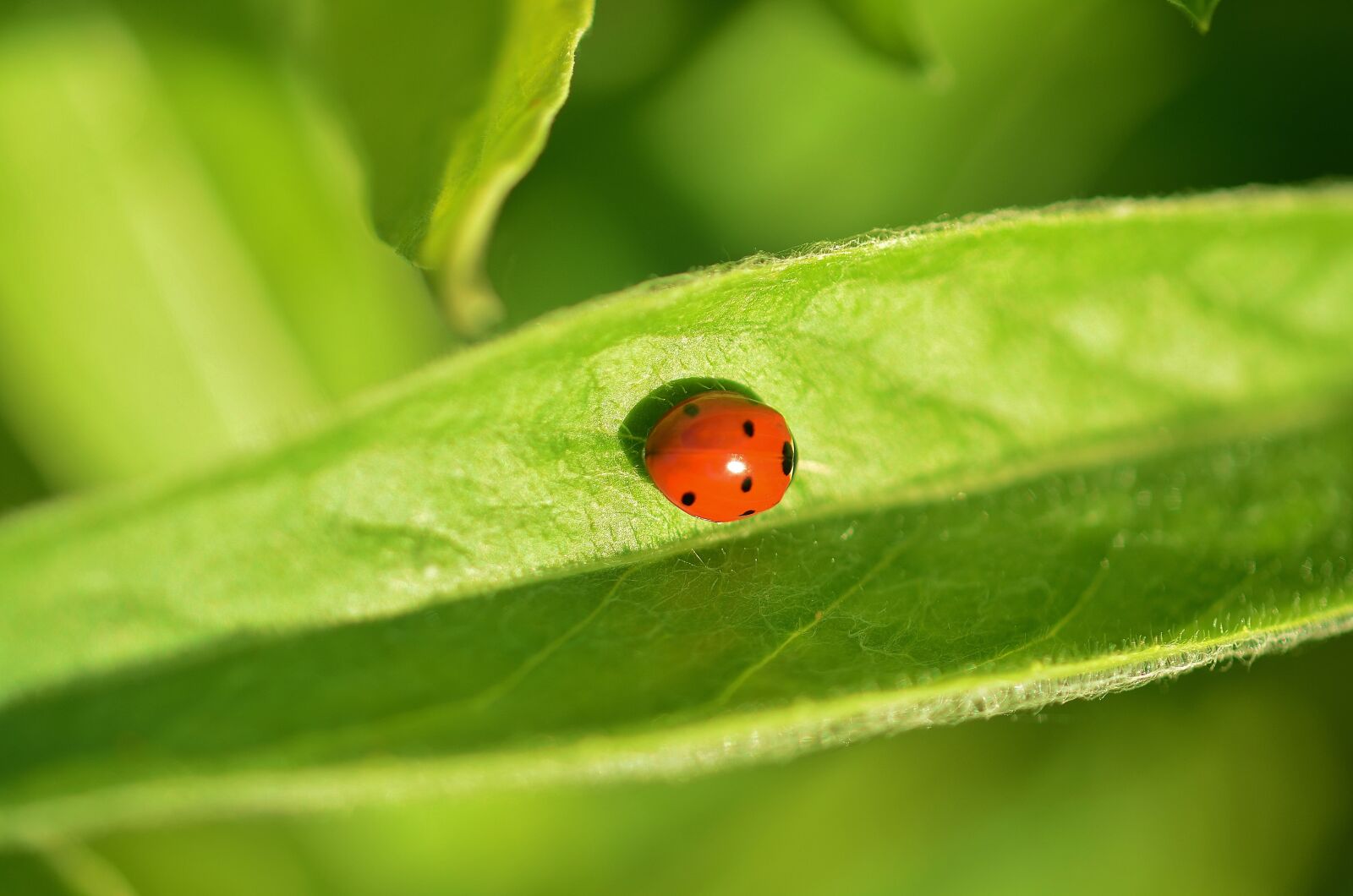 Nikon D7000 sample photo. Ladybug, animal, insect photography
