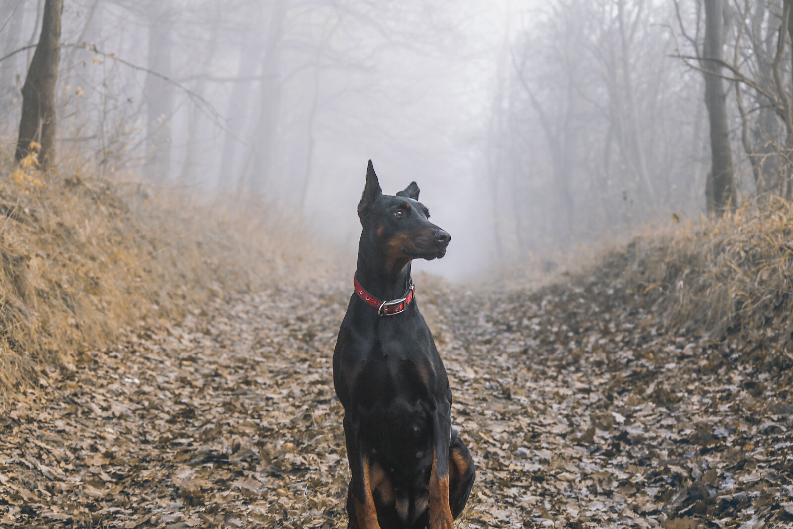 Canon EF-S 55-250mm F4-5.6 IS II sample photo. Brown, colorful, colourful, doberman photography