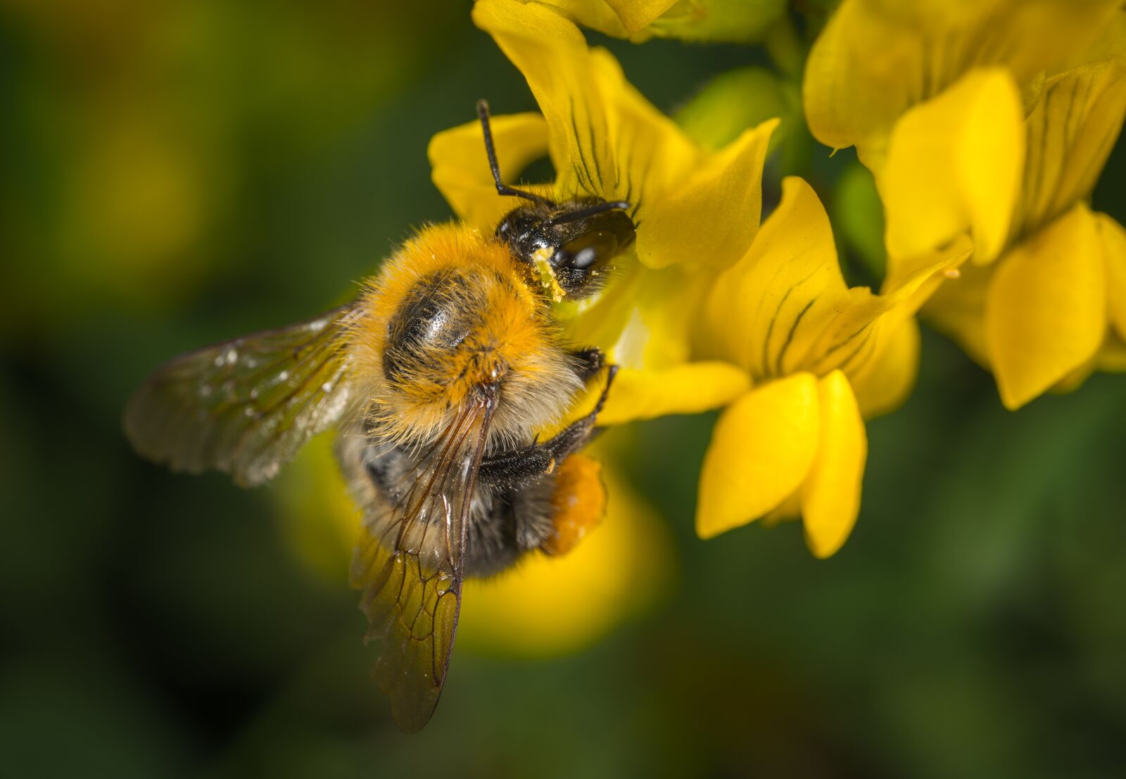 #124 65/2.8 sample photo. Nature, bee, insect photography