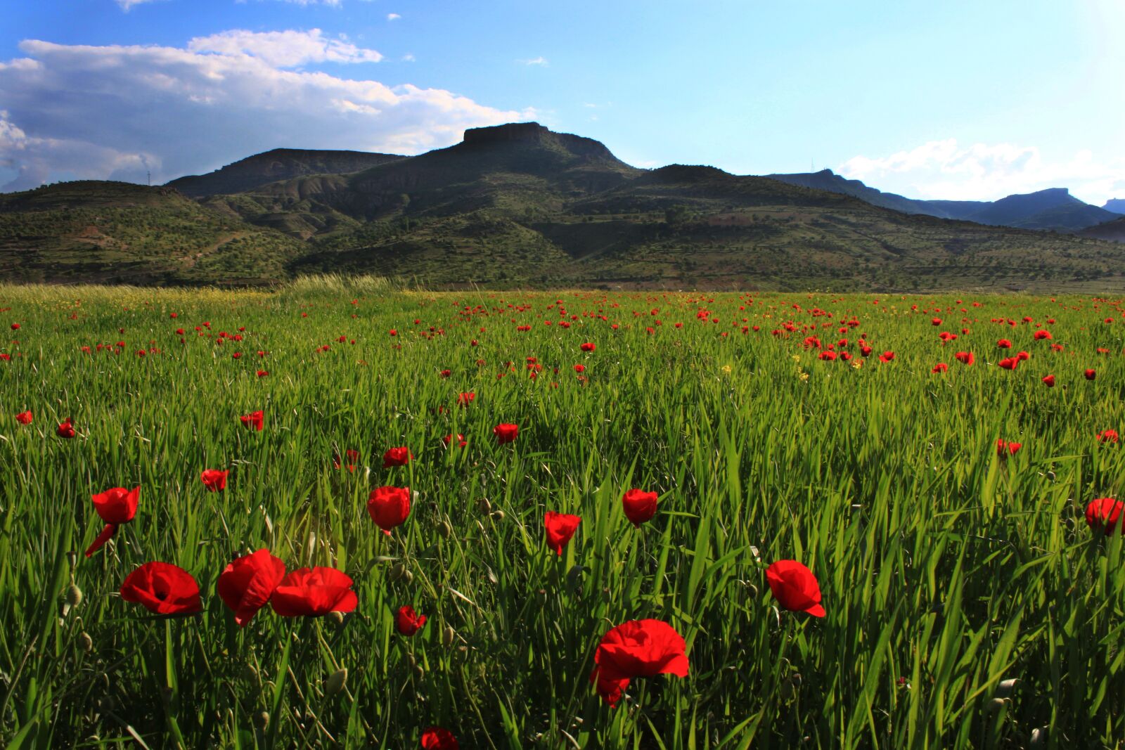 Canon EOS 500D (EOS Rebel T1i / EOS Kiss X3) sample photo. Papaver rhoeas, wheat, landscape photography
