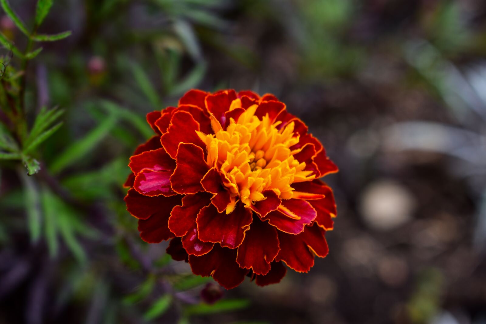 Nikon D3400 sample photo. Nature, plant, flower photography