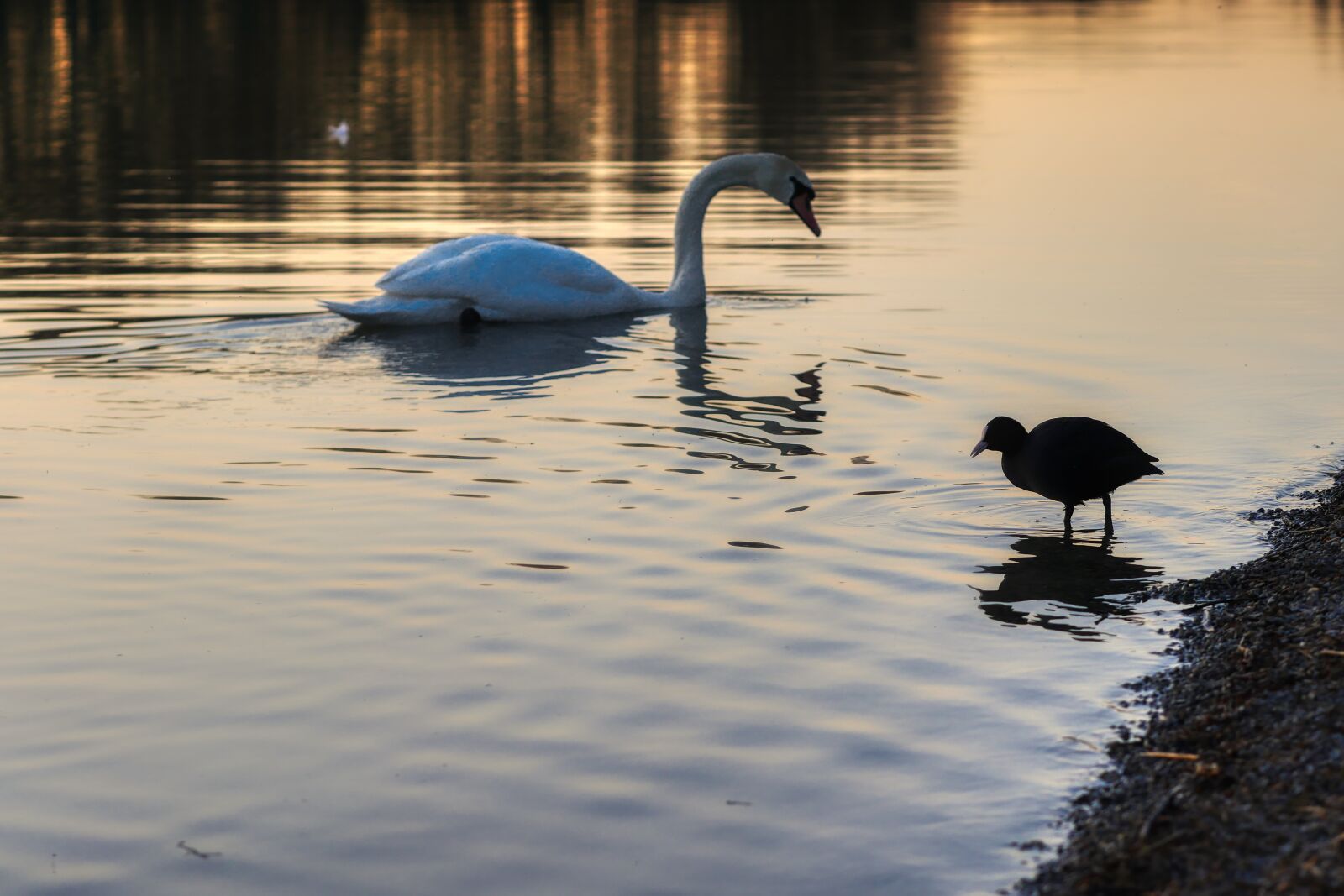 Panasonic Lumix DMC-GX8 sample photo. Swan, water, bird photography