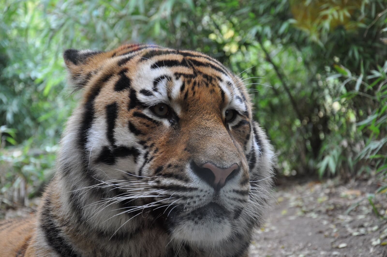 Nikon D5000 sample photo. Allwetterzoo, m nster, siberian photography