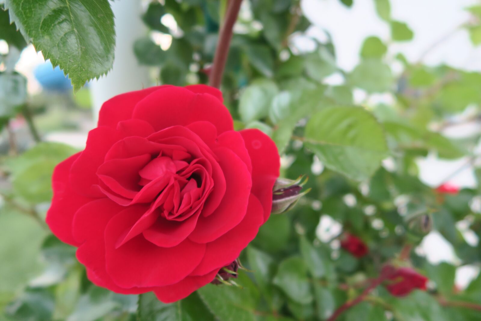 Canon PowerShot G7 X sample photo. Rose, red rose, gulcicek photography