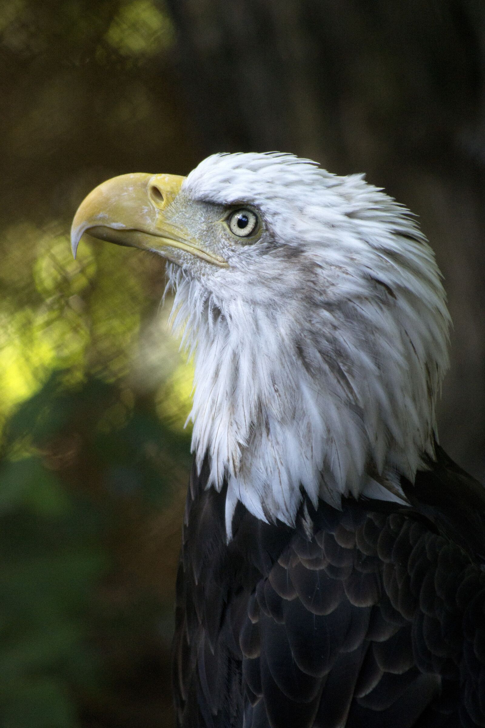 Nikon D3100 sample photo. Eagle, bald, american photography