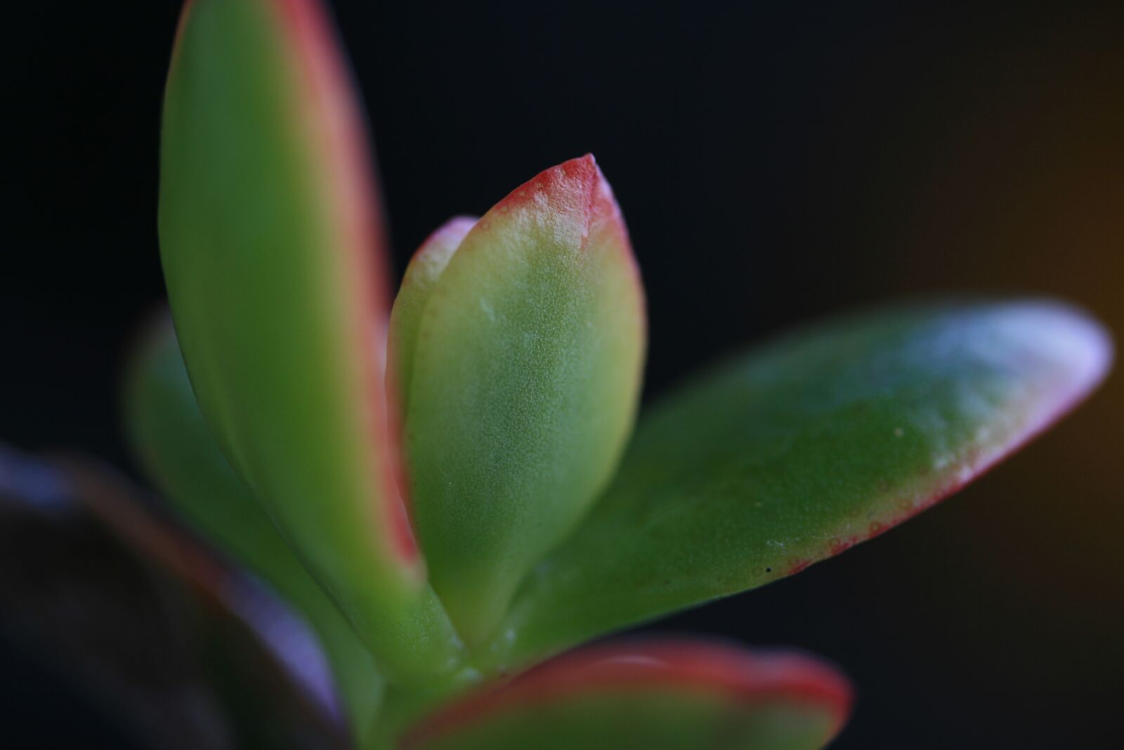 Canon EOS 400D (EOS Digital Rebel XTi / EOS Kiss Digital X) sample photo. Incomplete, leaves, close up photography