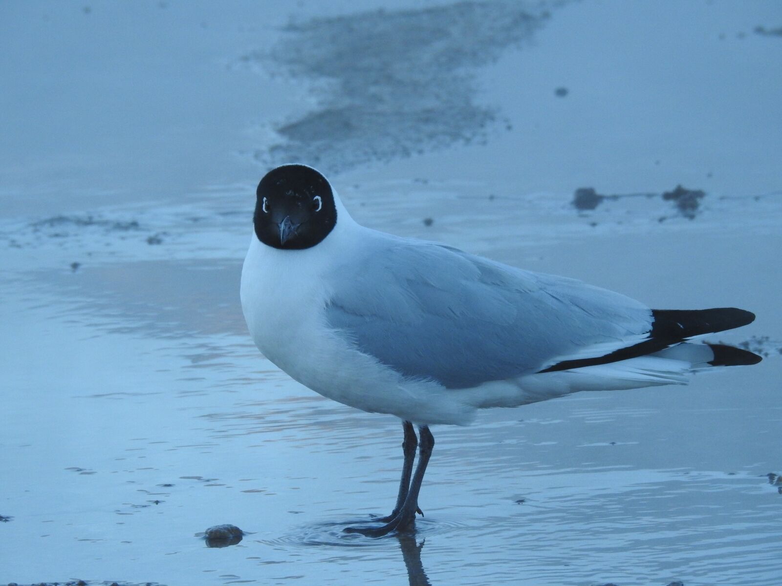 Nikon Coolpix P900 sample photo. Bird, birdwatching, fly photography