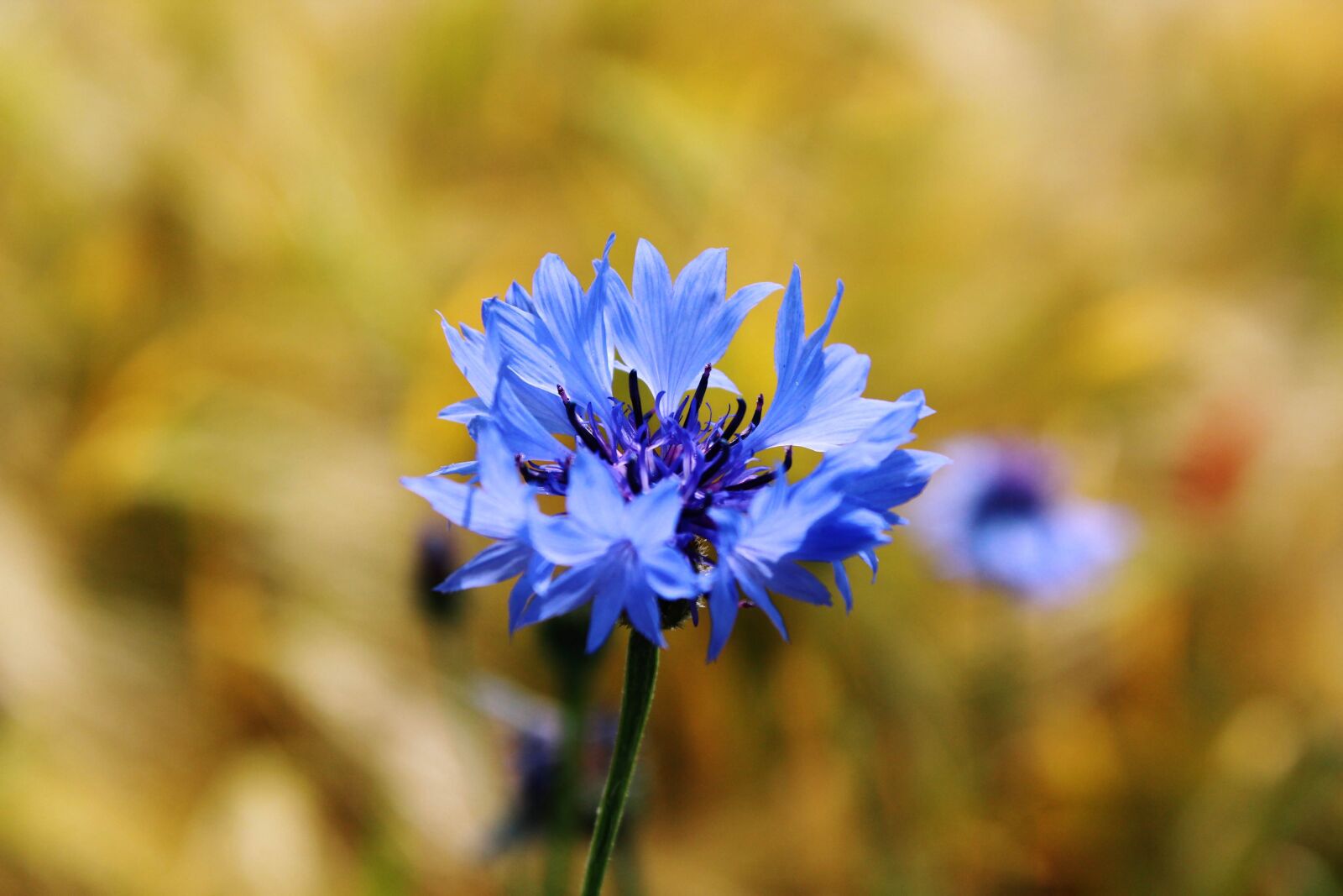 Canon EOS 1200D (EOS Rebel T5 / EOS Kiss X70 / EOS Hi) sample photo. Cornflower, centaurea cyanus, zyane photography