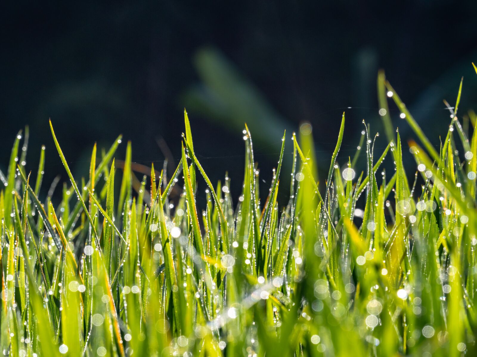 Olympus OM-D E-M1 Mark II + Olympus M.Zuiko Digital ED 40-150mm F2.8 Pro sample photo. Rice, flowers, leaves photography