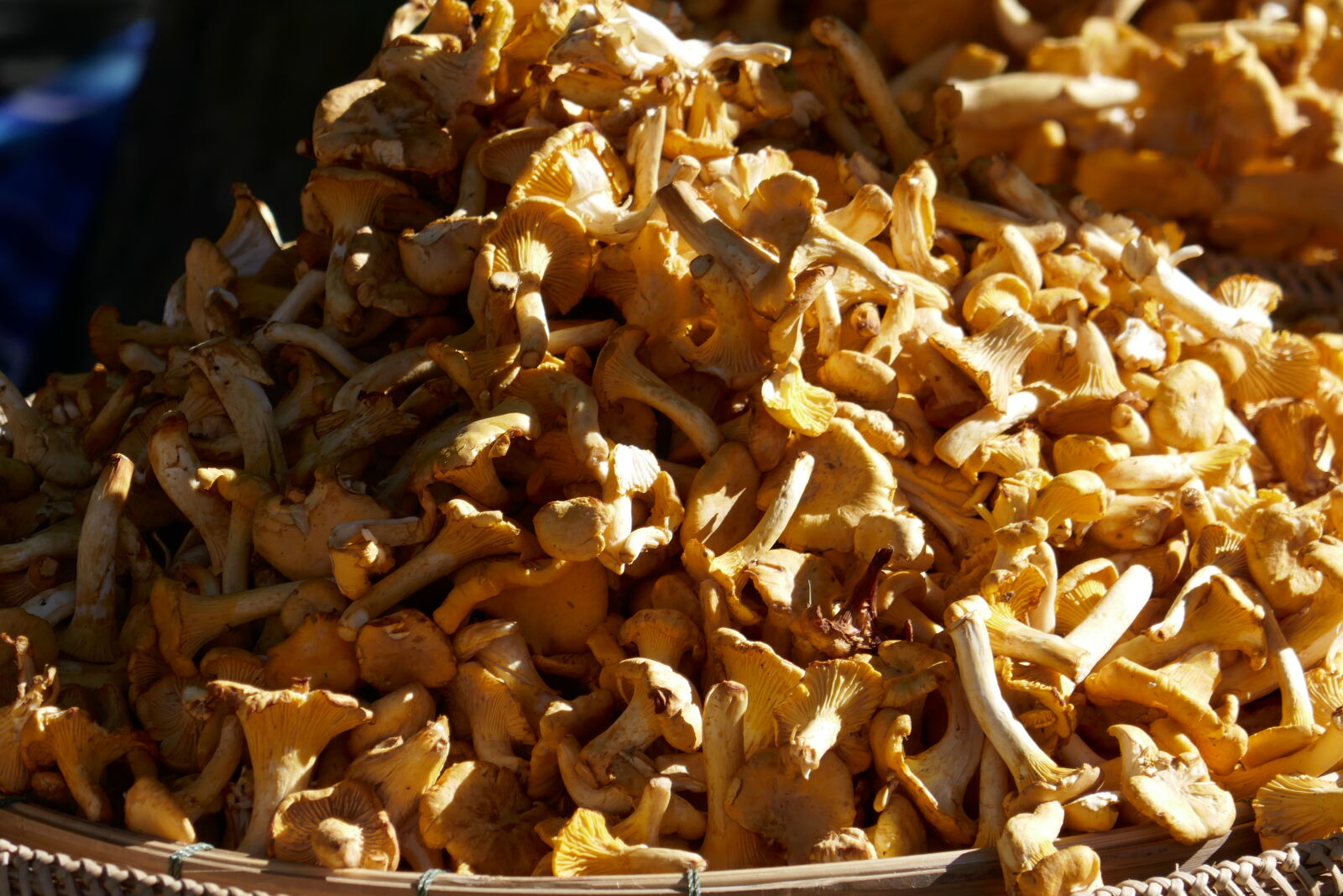 Panasonic Lumix DMC-ZS100 (Lumix DMC-TZ100) sample photo. Mushrooms photography