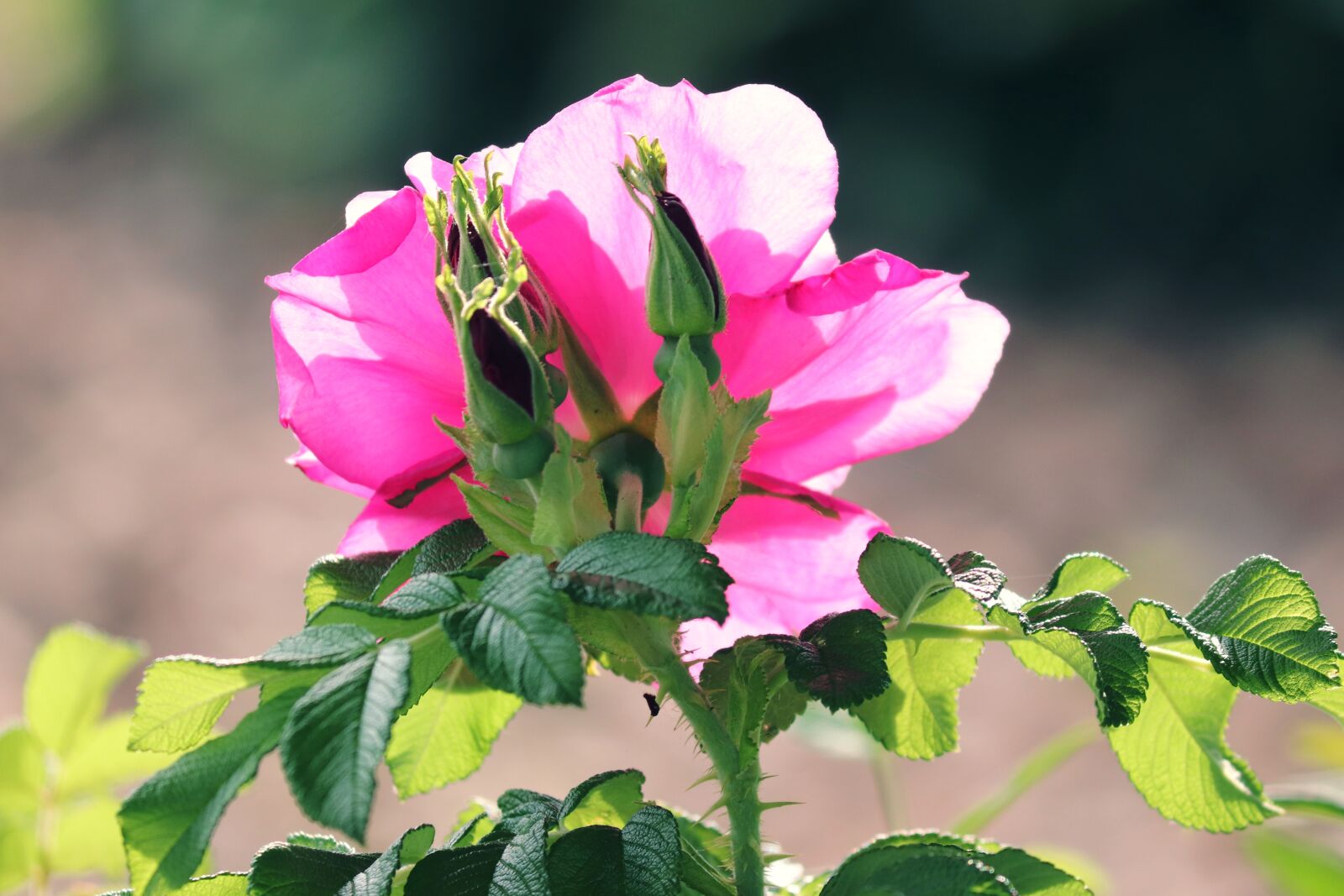 Canon EOS 200D (EOS Rebel SL2 / EOS Kiss X9) sample photo. Wild rose, pink corymbifera photography