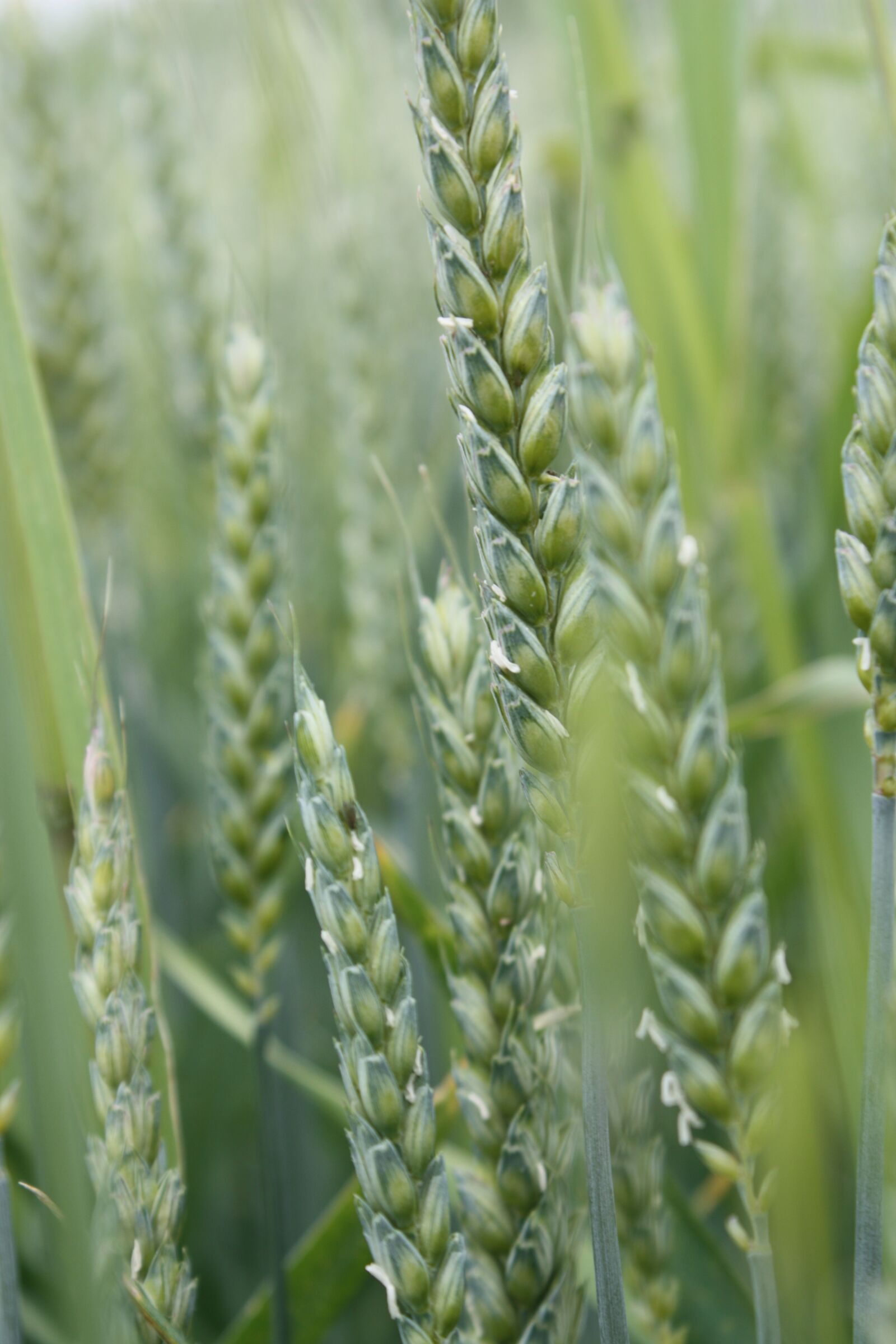 Canon EOS 450D (EOS Rebel XSi / EOS Kiss X2) sample photo. Wheat, field, cereals photography