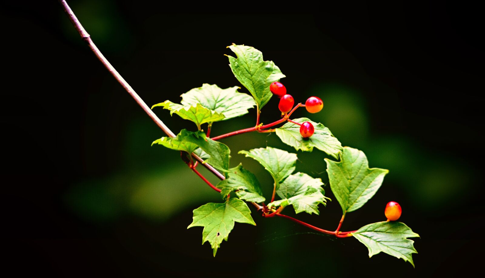 Nikon D7200 sample photo. Guelder rose, shrub, berries photography