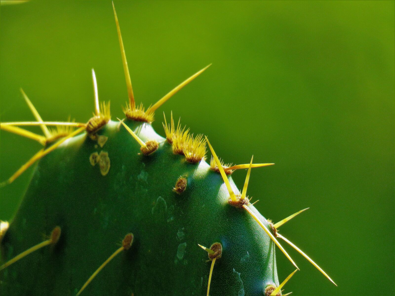 Canon PowerShot SX60 HS sample photo. Cactus, macro, green photography