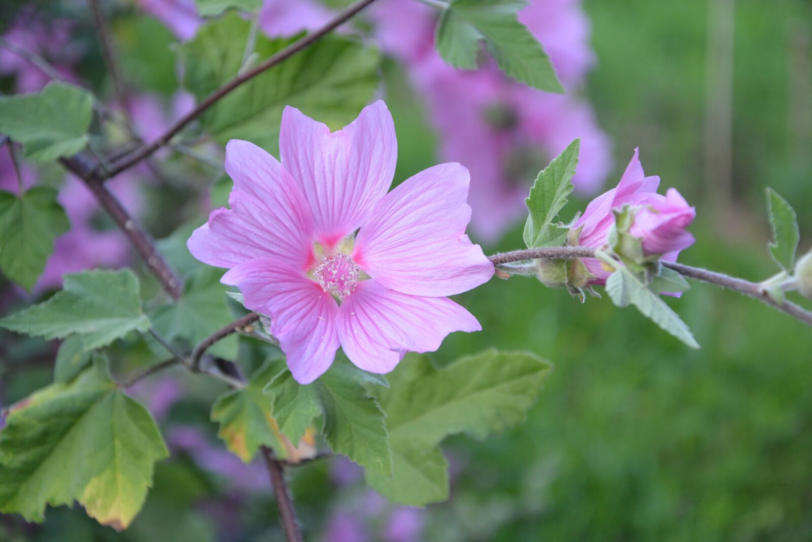 Nikon D5200 sample photo. Hibiscus, pink flowers, green photography