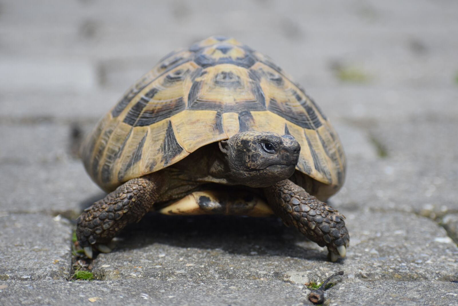 Nikon D3500 sample photo. Turtle, tortoise, greek tortoise photography
