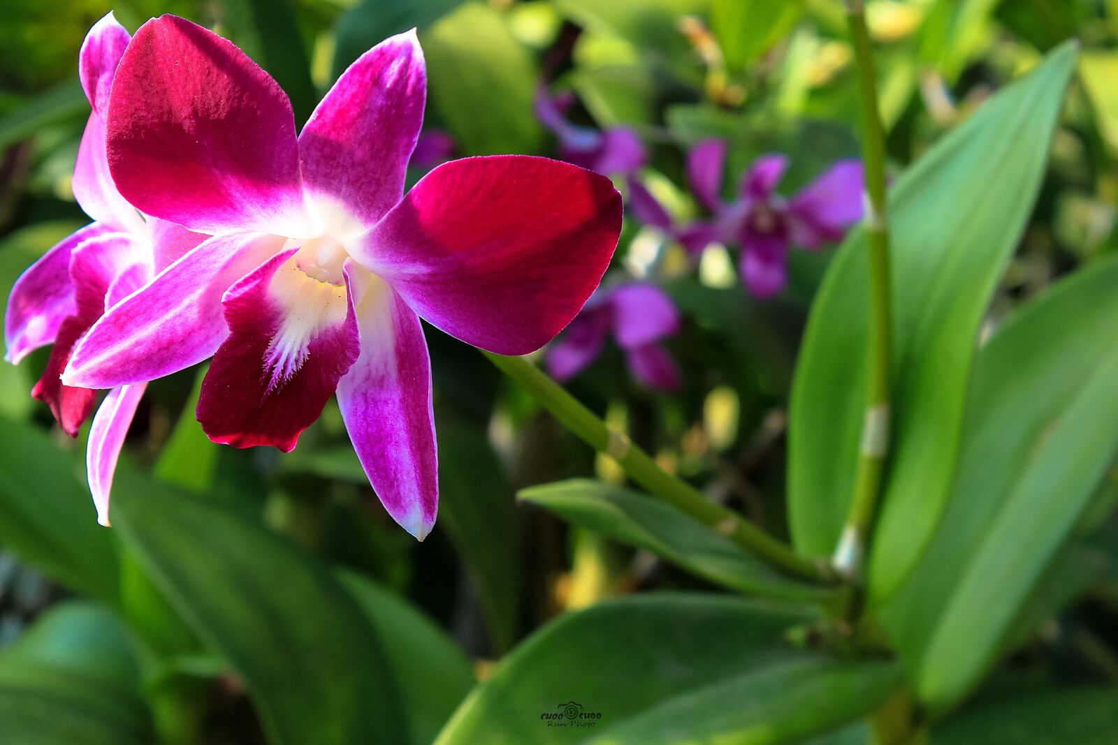 Canon EOS 550D (EOS Rebel T2i / EOS Kiss X4) sample photo. Orchid, flowers, nature photography