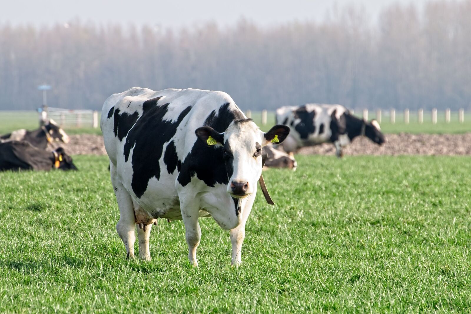 Canon EOS 70D sample photo. Cow, cows, roan photography