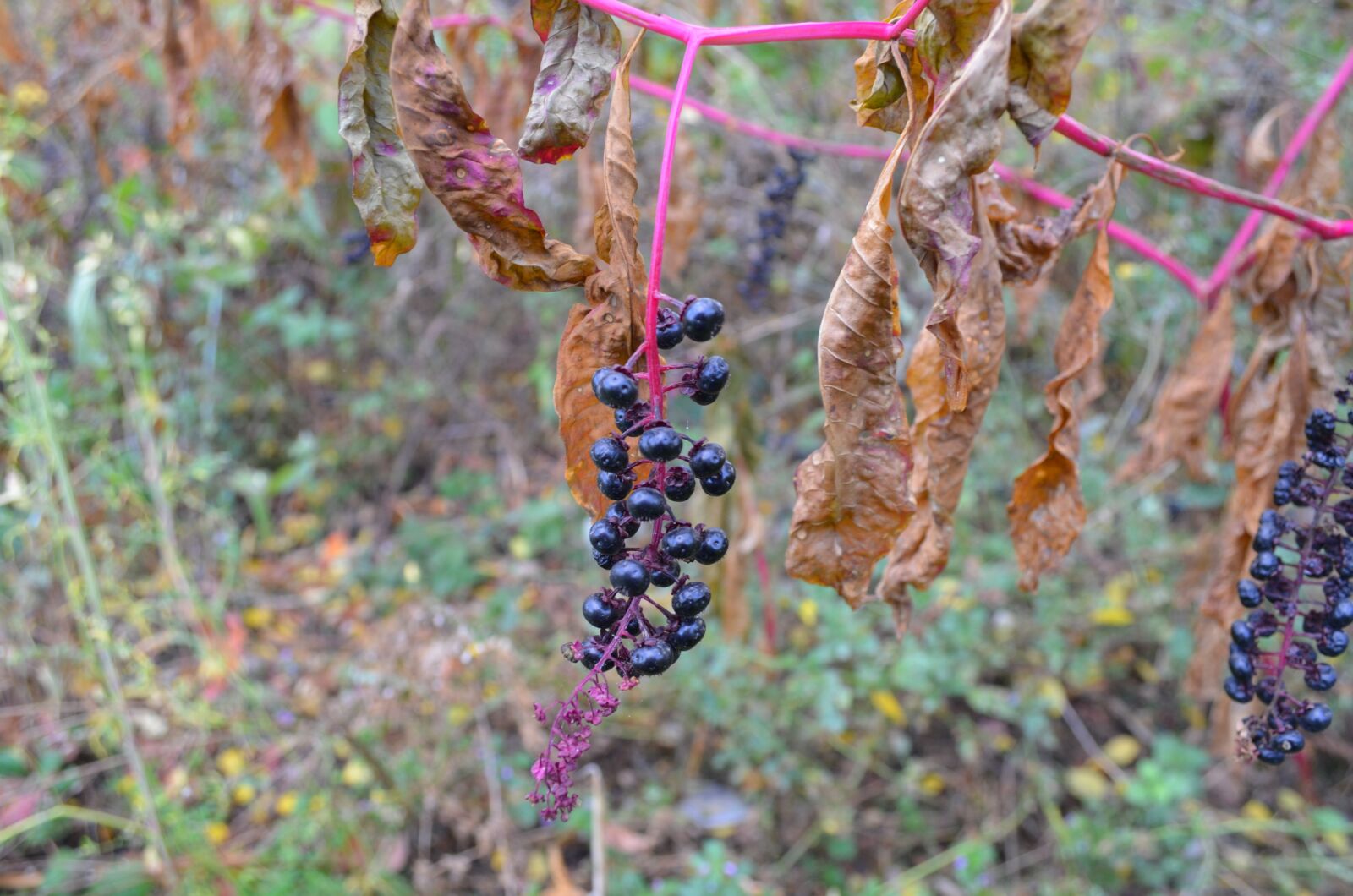 Nikon D5100 sample photo. Nature, green, supplies photography