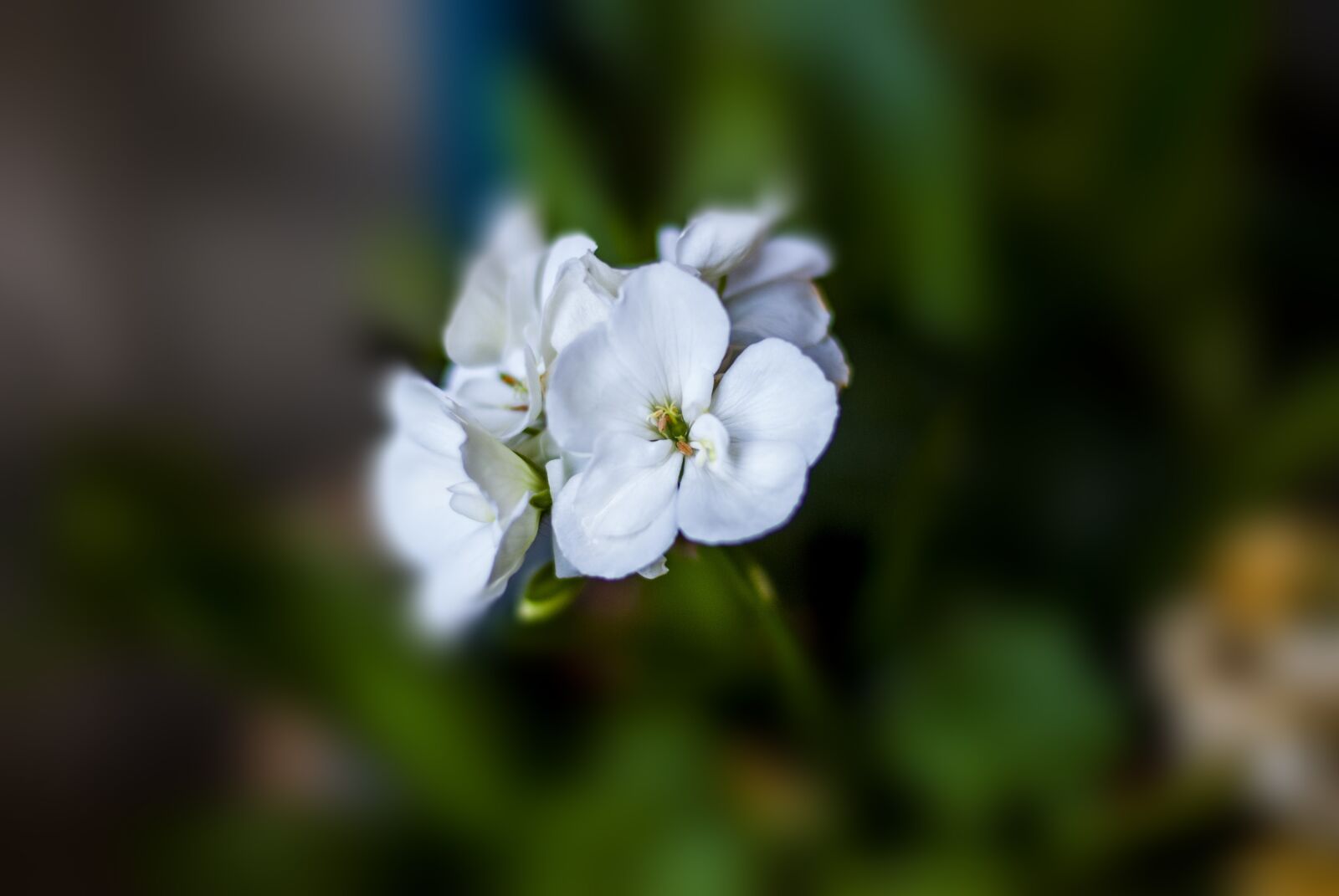 Nikon D60 sample photo. Jeranio, flower, plant photography
