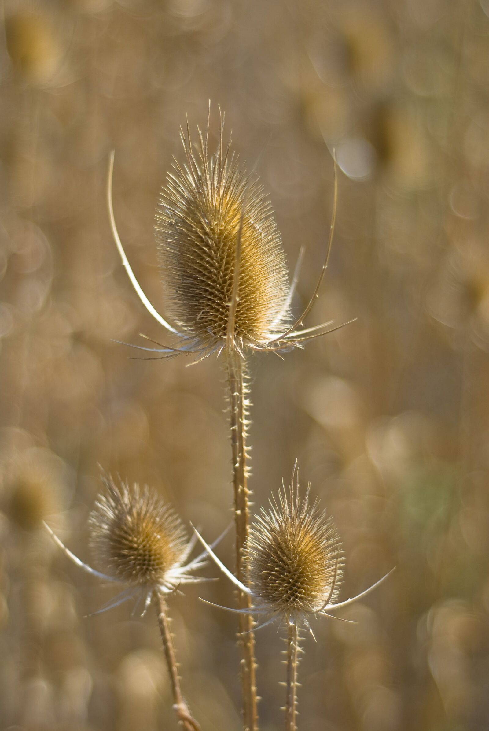 Nikon D80 sample photo. Thistle, plant, flower photography