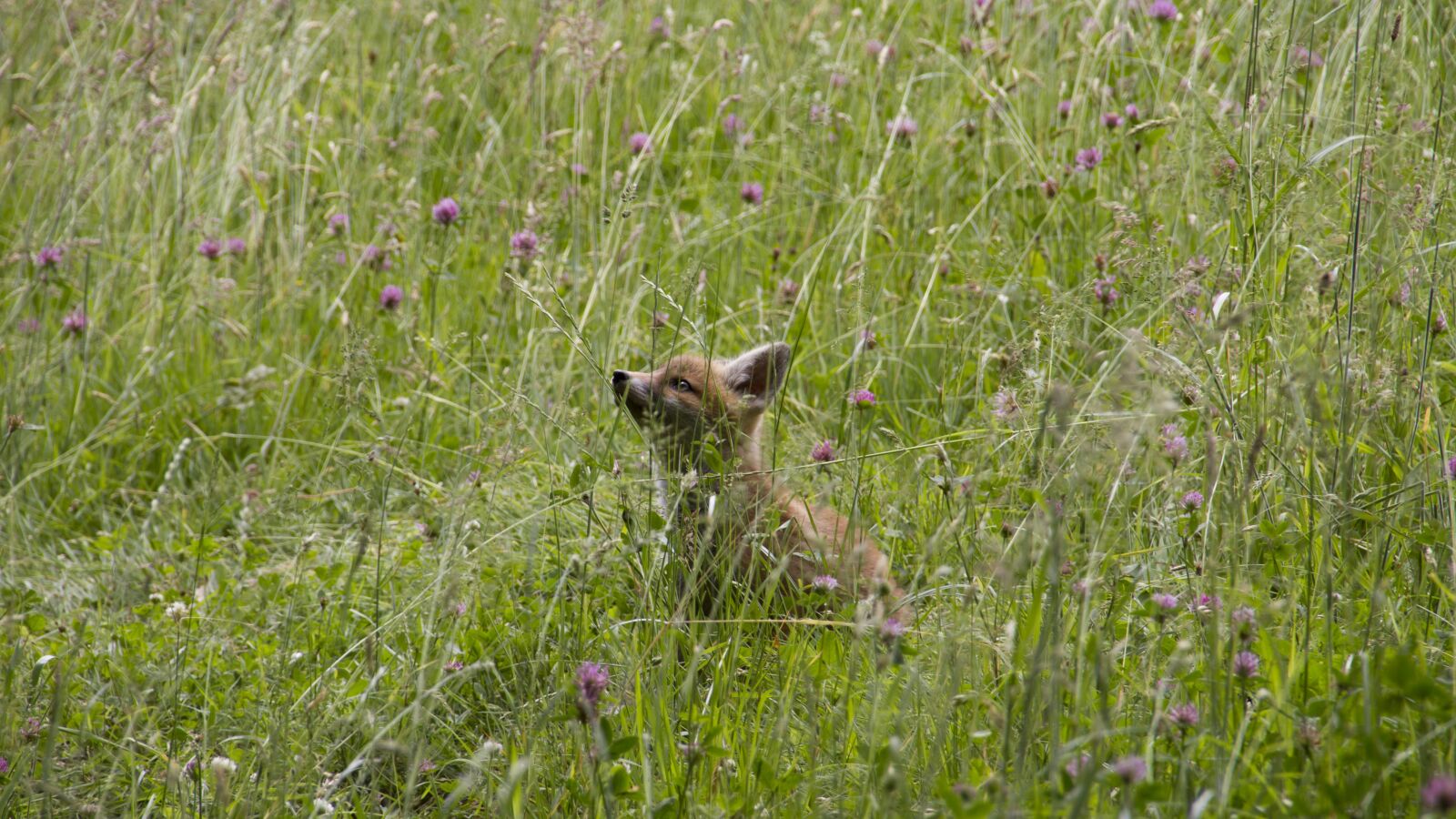 Canon EOS 7D sample photo. Fuchs, young animal, playful photography