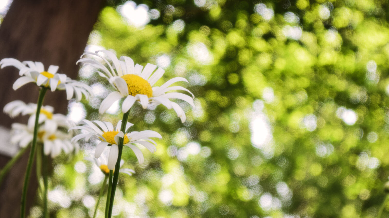 Nikon D5300 sample photo