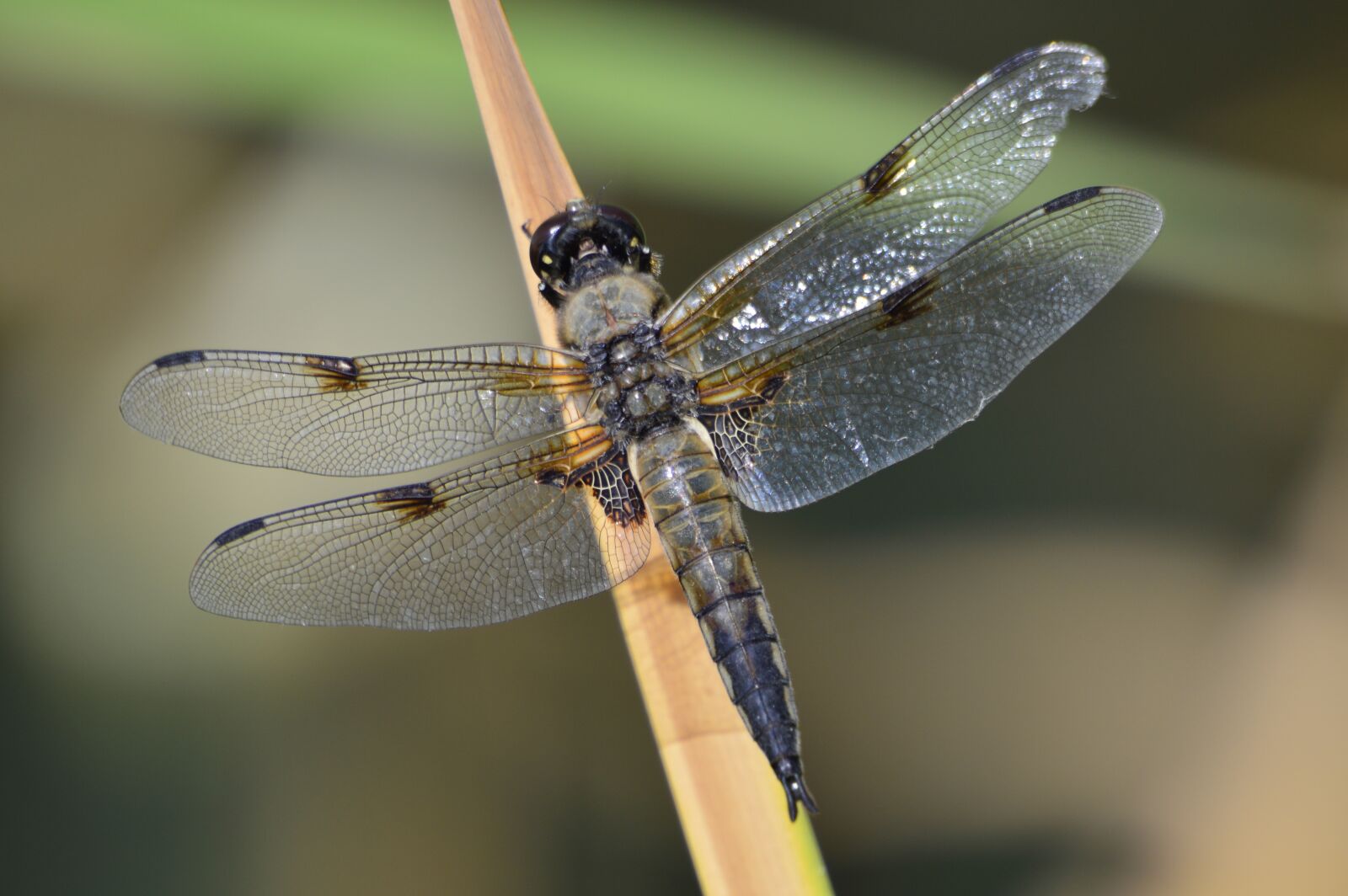 Nikon D3200 sample photo. Dragonfly, macro, nature photography