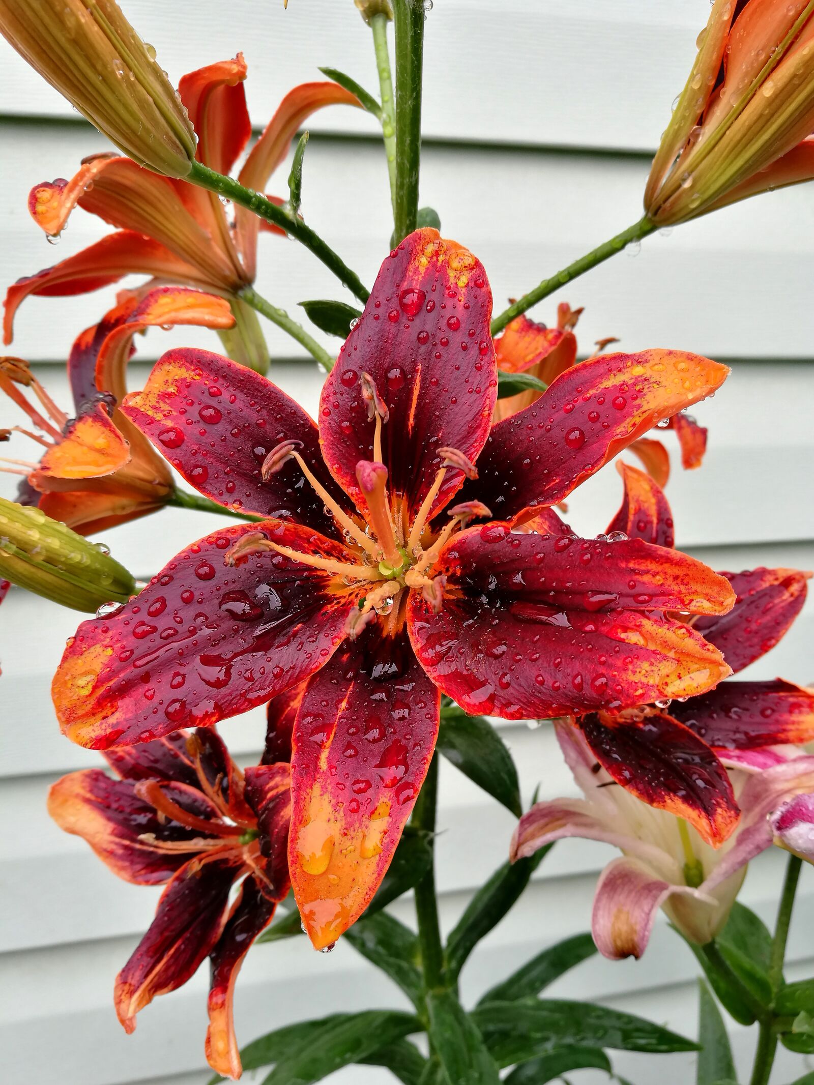 HUAWEI P9 sample photo. Lily, flowers, bloom photography