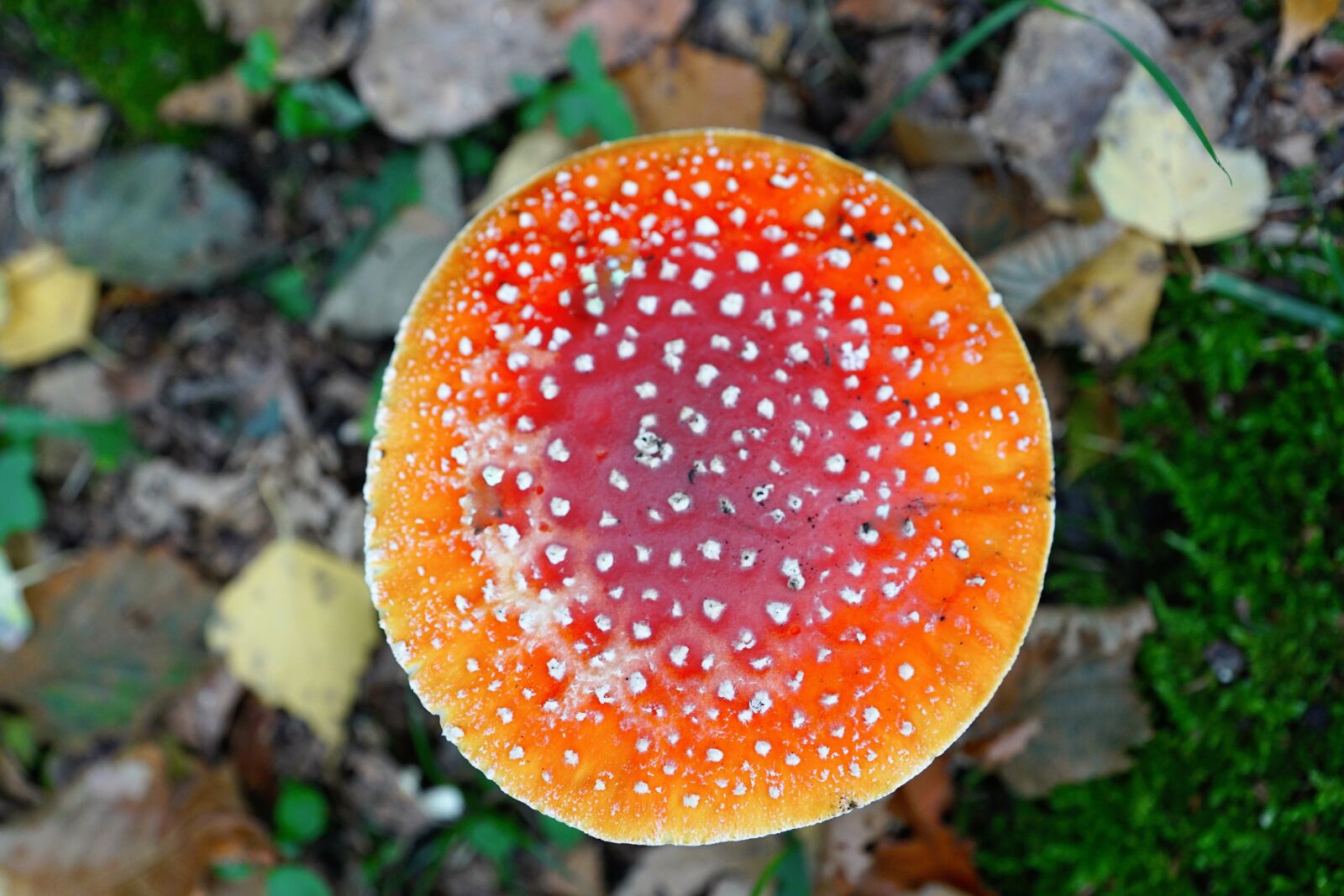 Sony ILCA-77M2 + Sony DT 16-50mm F2.8 SSM sample photo. Fly agaric, poison, toxic photography