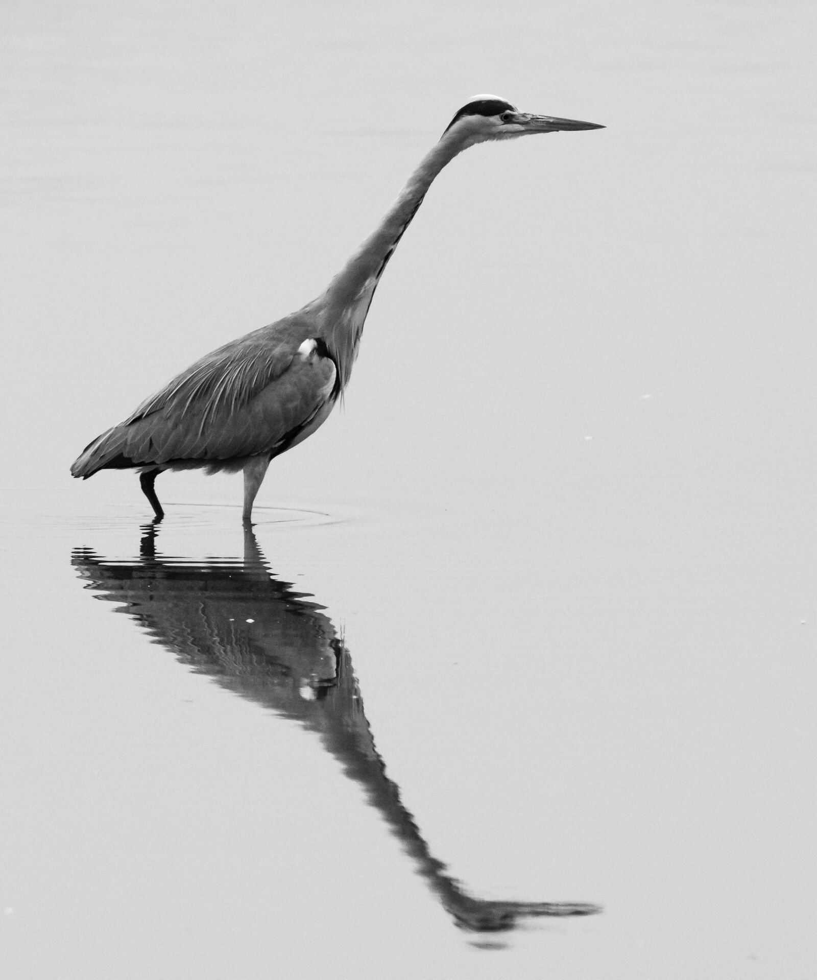 Nikon D7100 sample photo. Lake, heron, mirroring photography