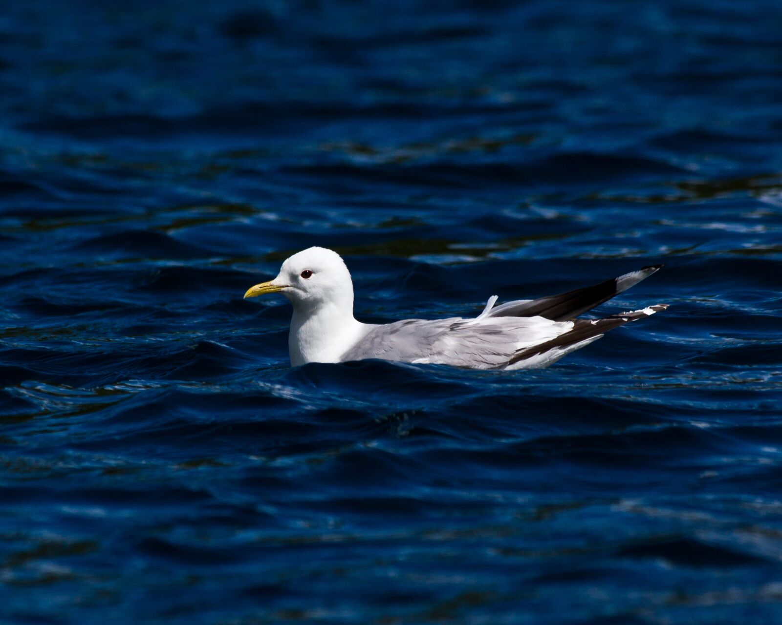 Canon EF 100-300mm f/5.6L sample photo. Seagull, mew, blue photography