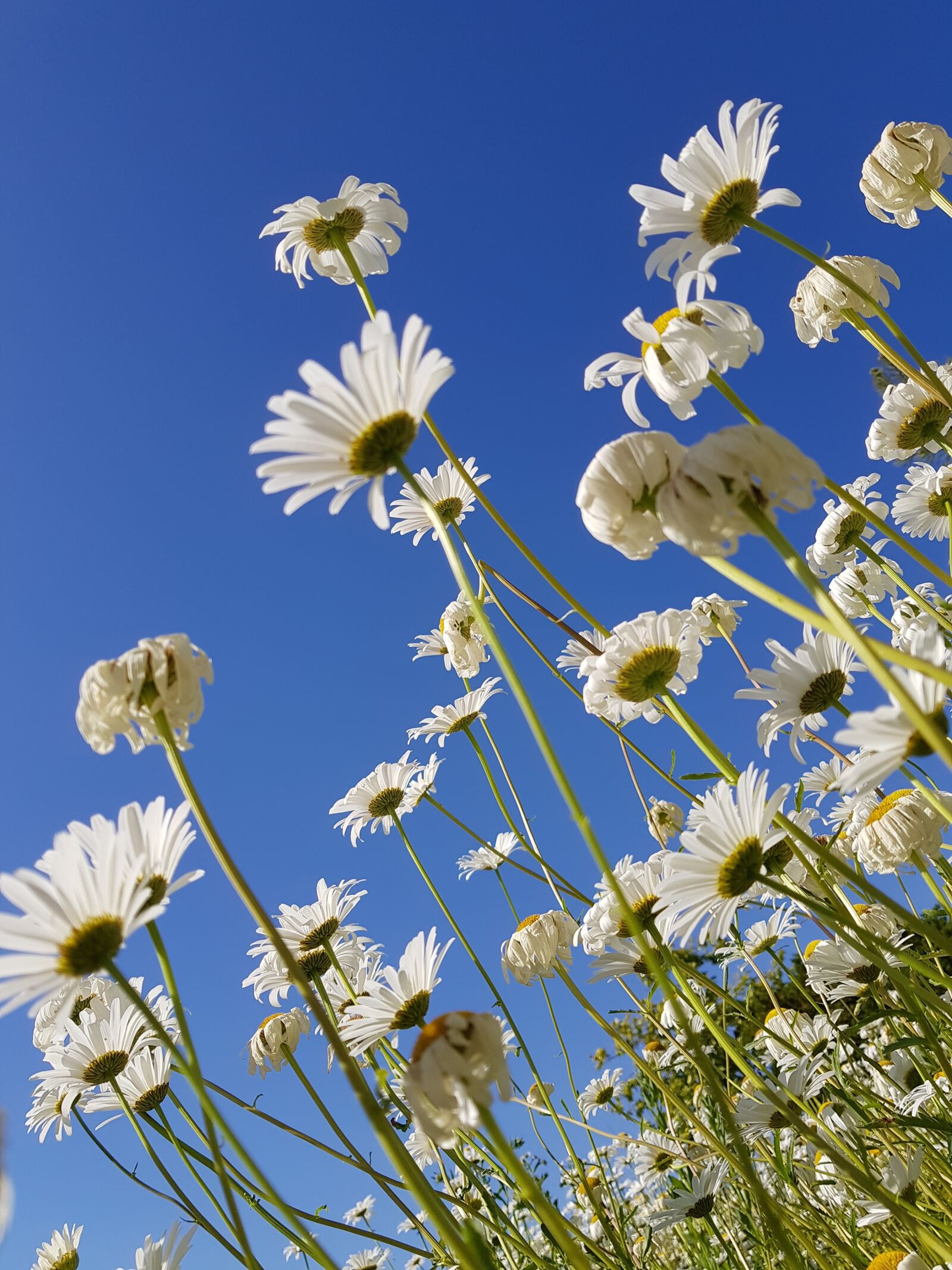 Samsung Galaxy S8+ sample photo. Flowers, landscape, nature photography