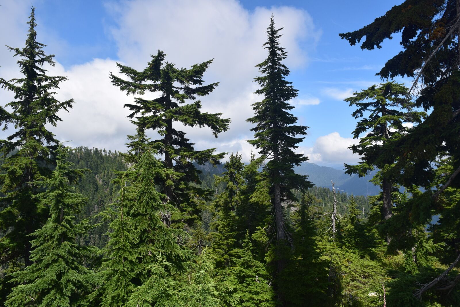 Nikon D5300 sample photo. Nature, hiking, trees photography