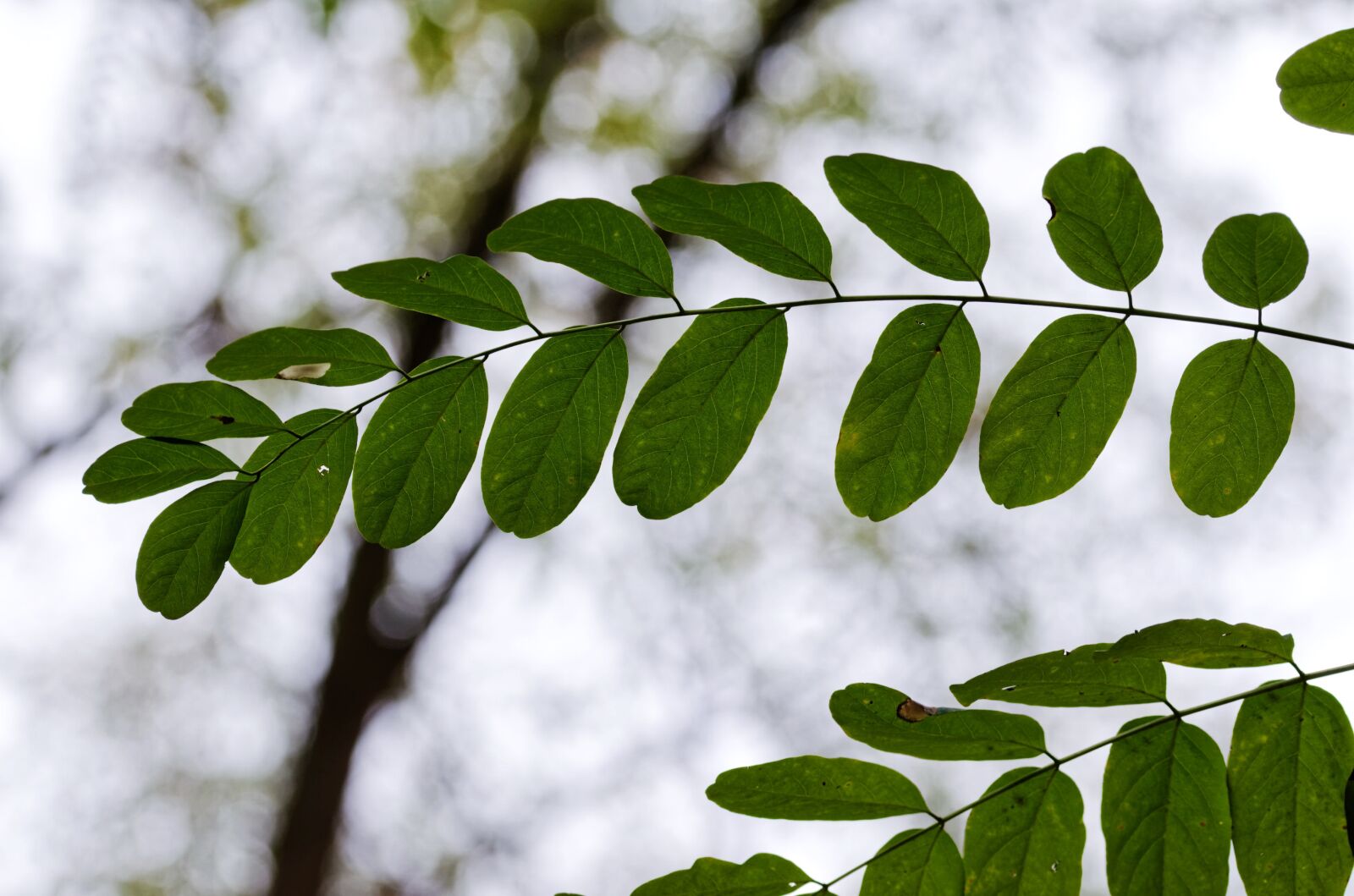 Nikon D5100 sample photo. Leaves, green, the acacia photography