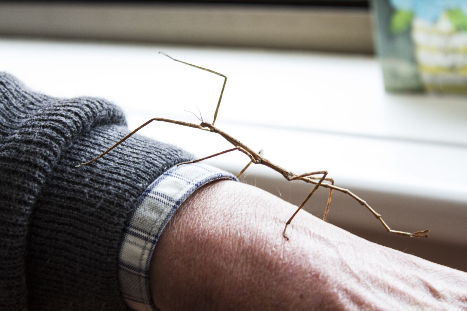 Canon EOS 7D sample photo. Insect, stick insect, bug photography