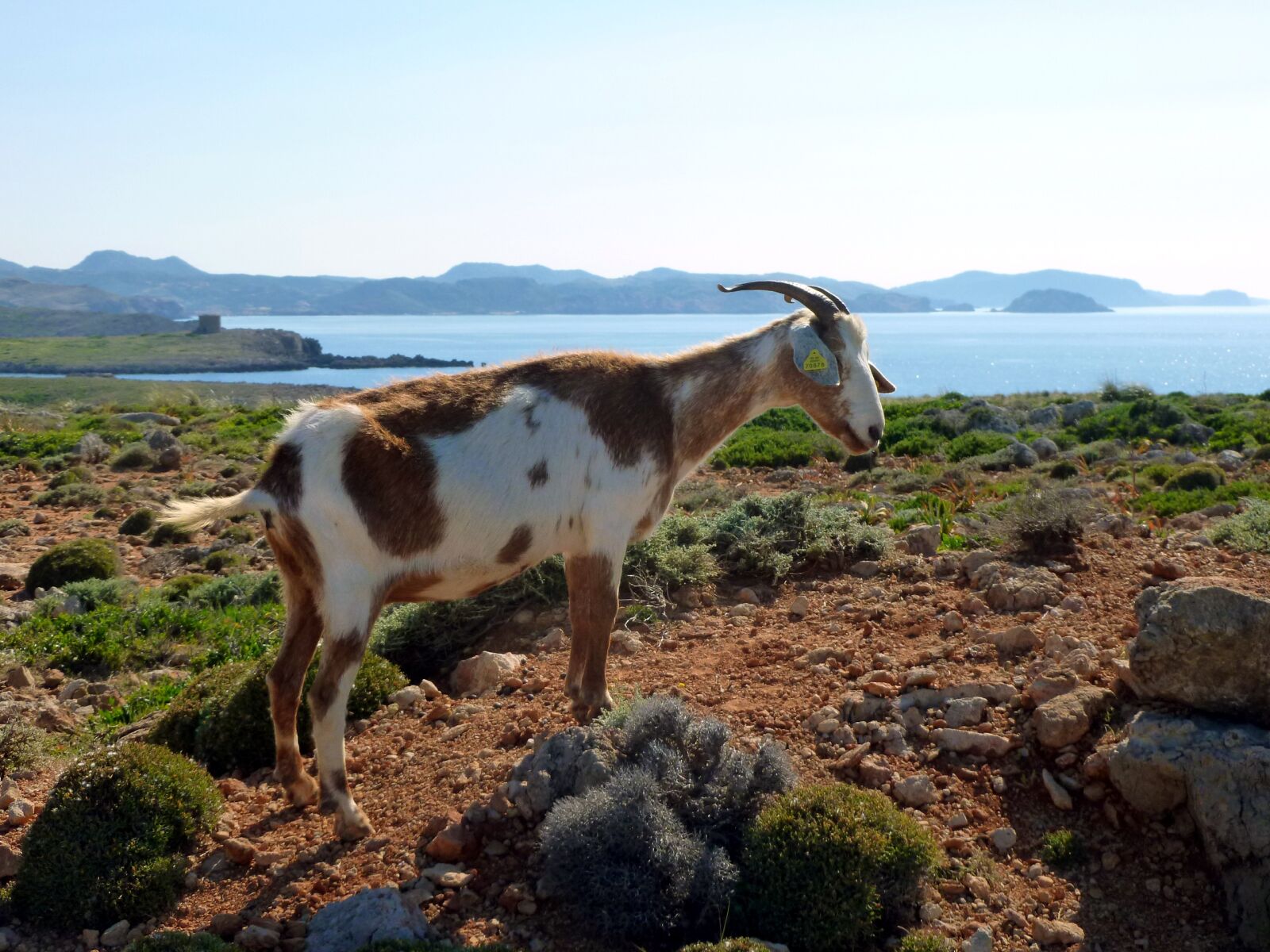 Panasonic DMC-FS37 sample photo. Goat, billy goat, domestic photography