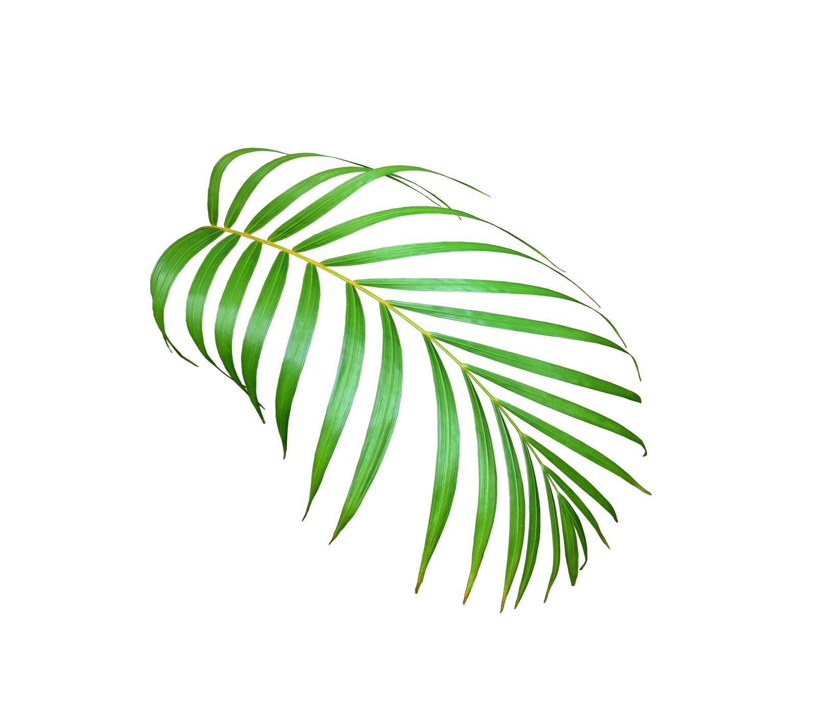Canon EOS 700D (EOS Rebel T5i / EOS Kiss X7i) sample photo. Palm, leaf, green photography