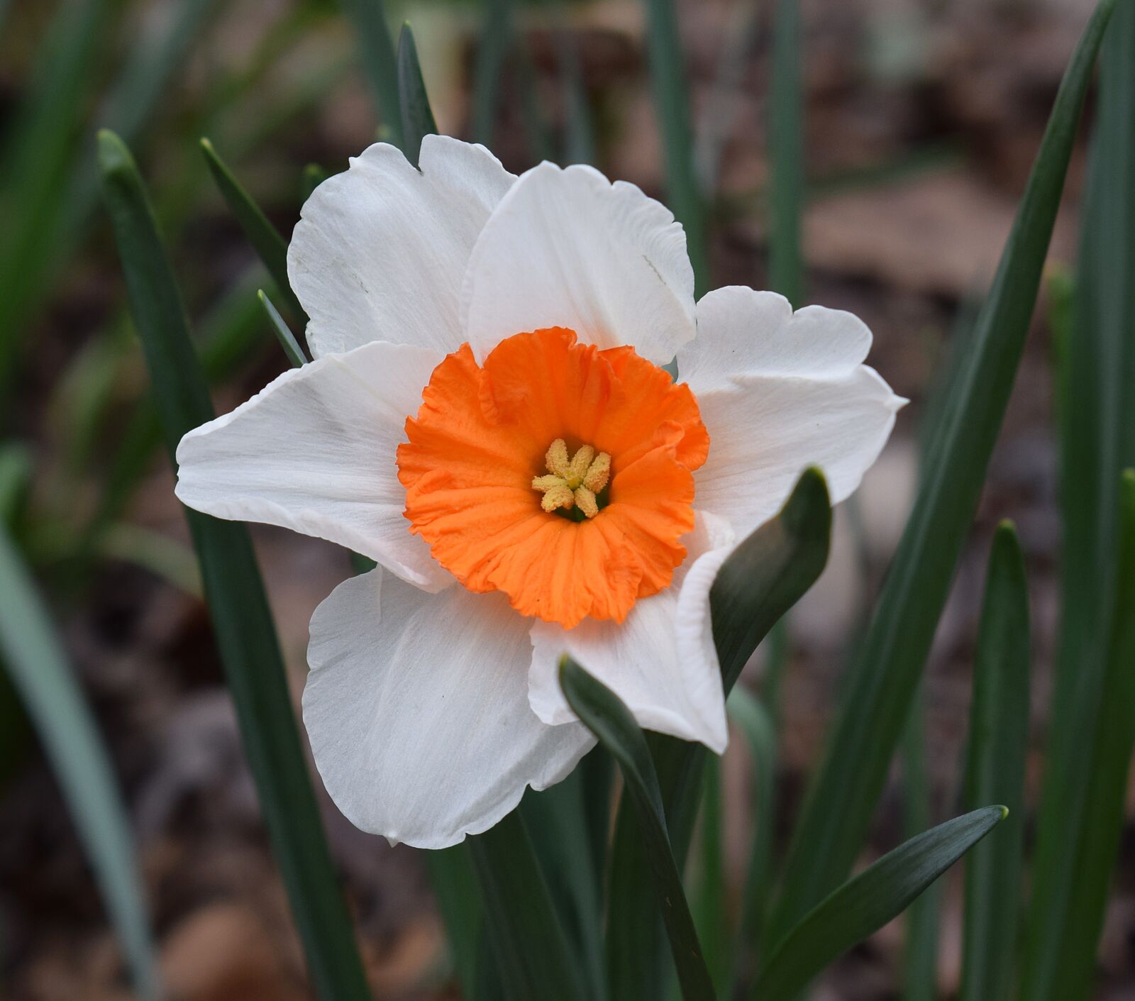 Nikon D3300 sample photo. Narcissus, daffodil, flower photography