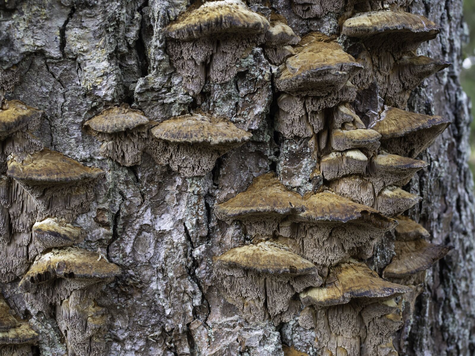 Olympus M.Zuiko Digital 25mm F1.8 sample photo. Polypore, fungi, tree photography
